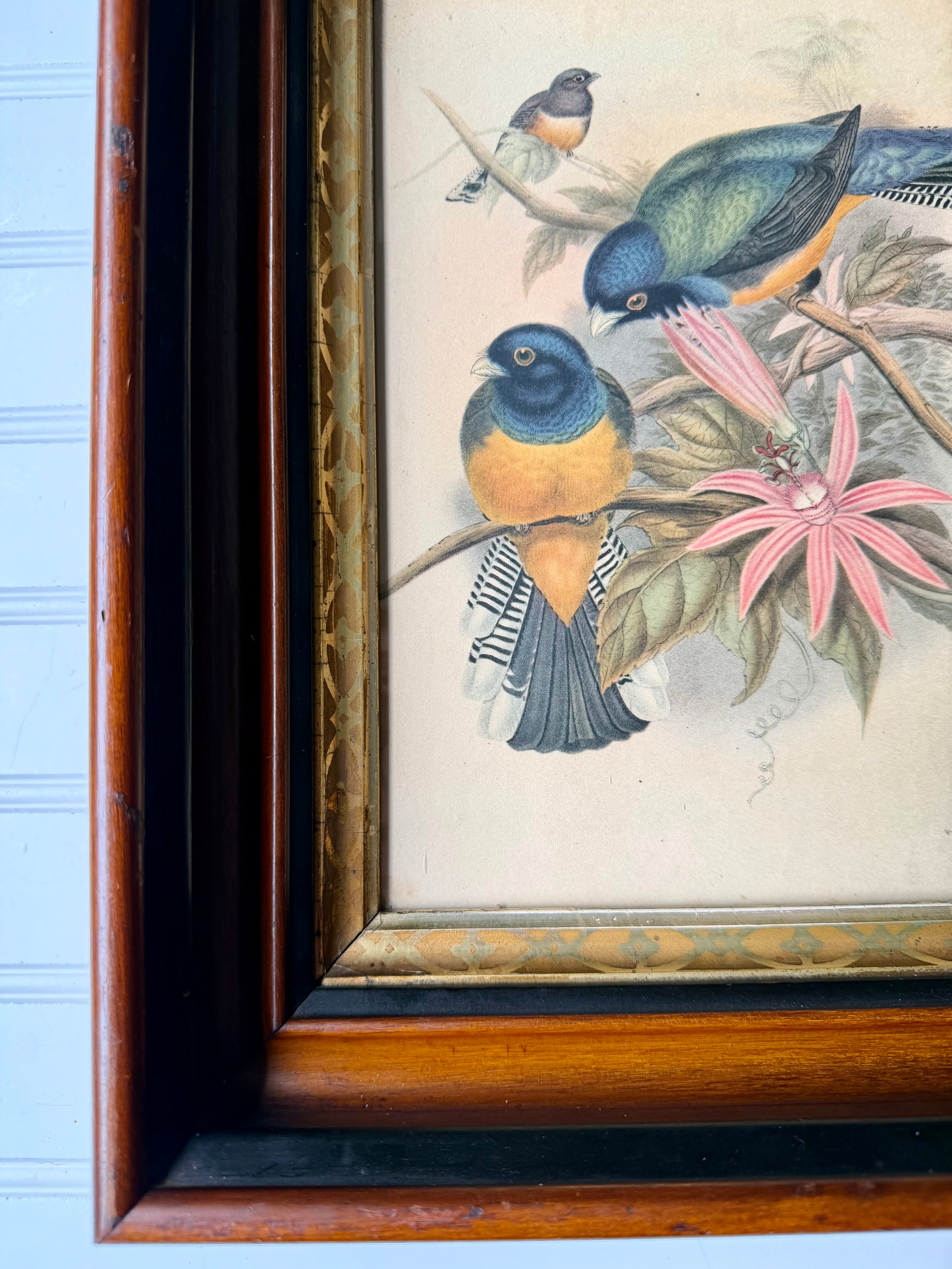 Antique Bird Lithograph in Eastlake Frame
