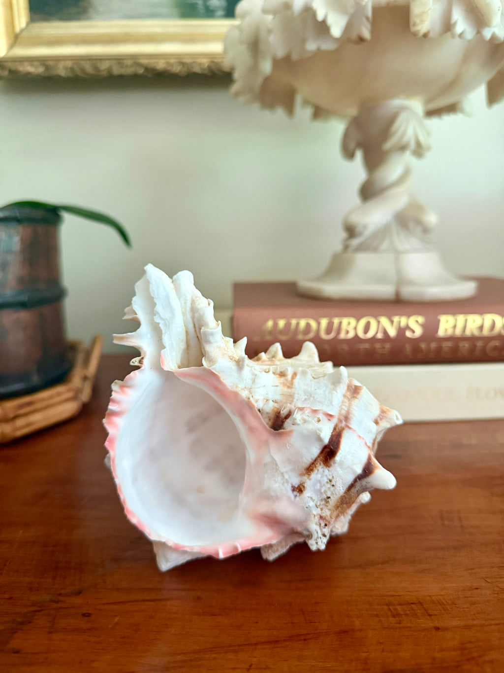 Pink-Mouthed Murex Seashell