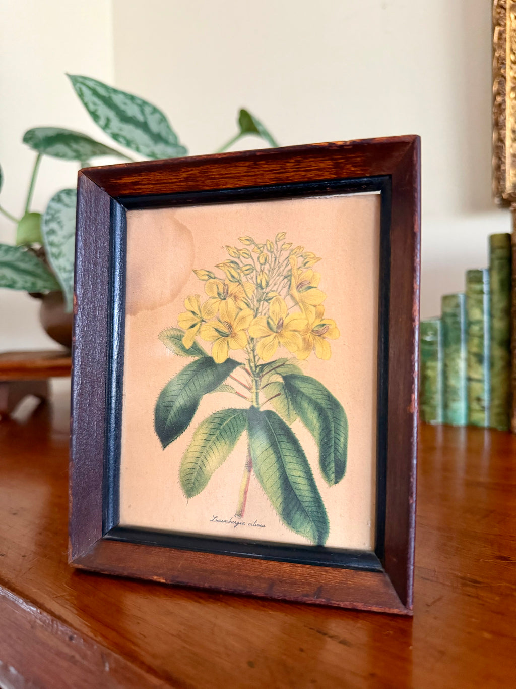 Small Botanical Print in Wooden Frame