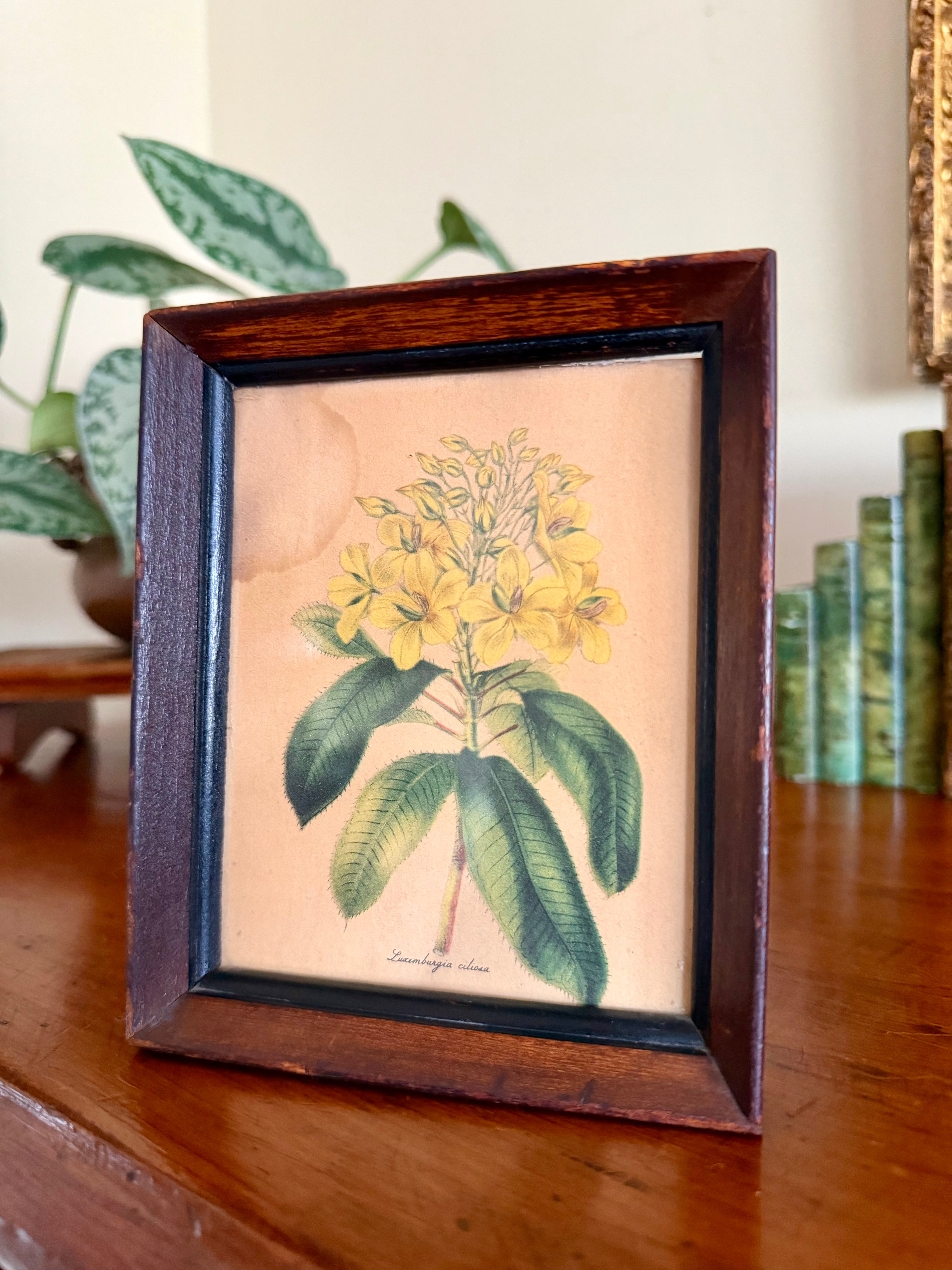 Small Botanical Print in Wooden Frame