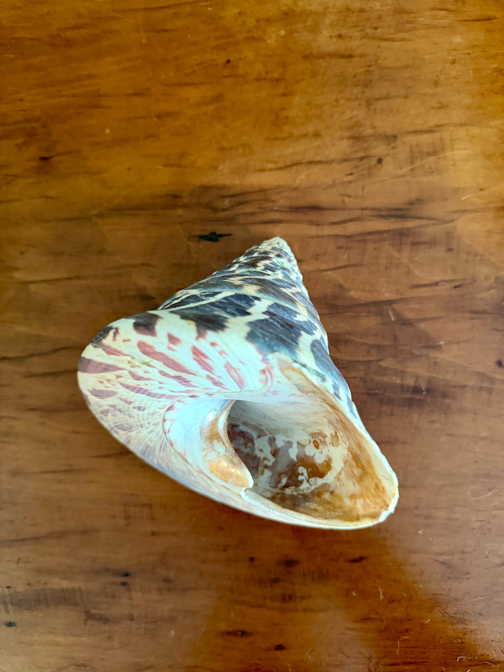 Trochulus Niloticus Sea Shell