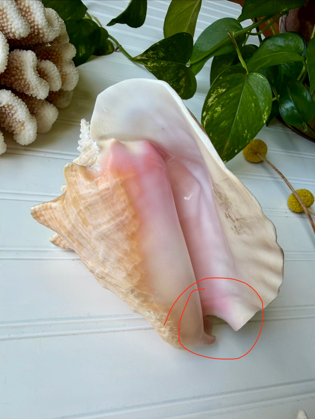 7.5 inch Queen Conch Shell