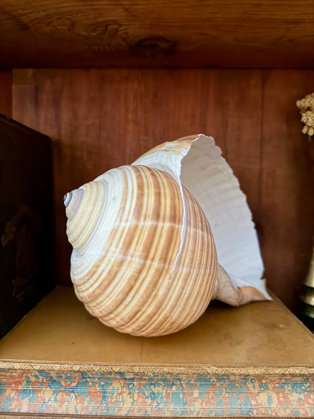 Natural Giant Tun Shell, Tonna Galea