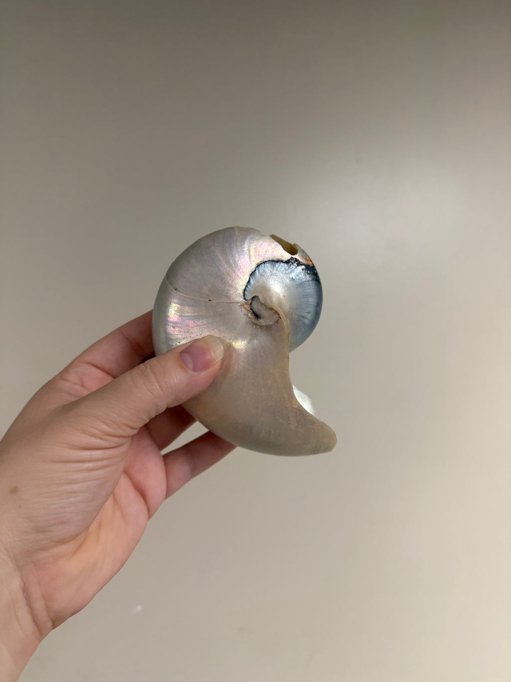 Nautilus Shell