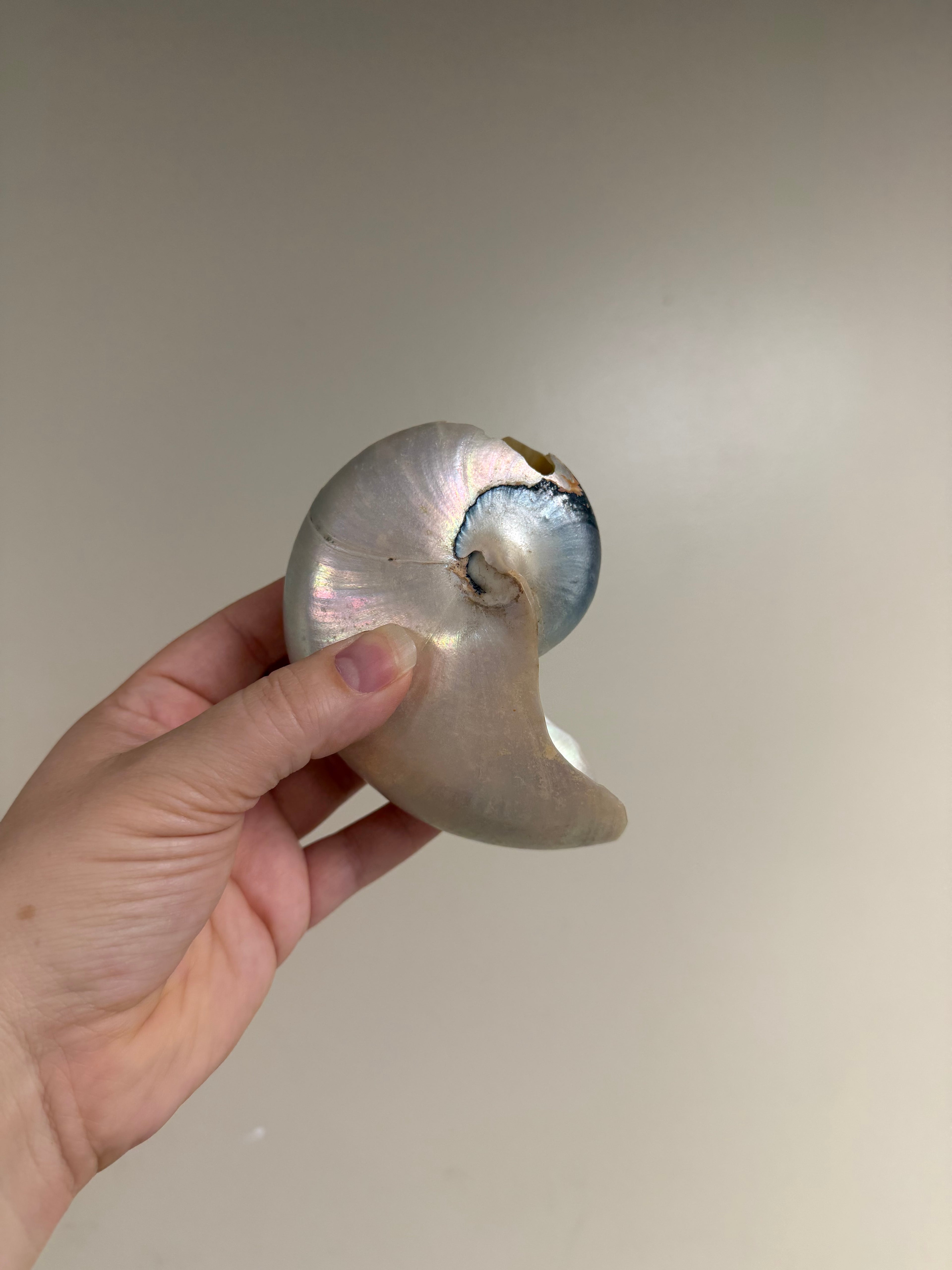 Nautilus Shell