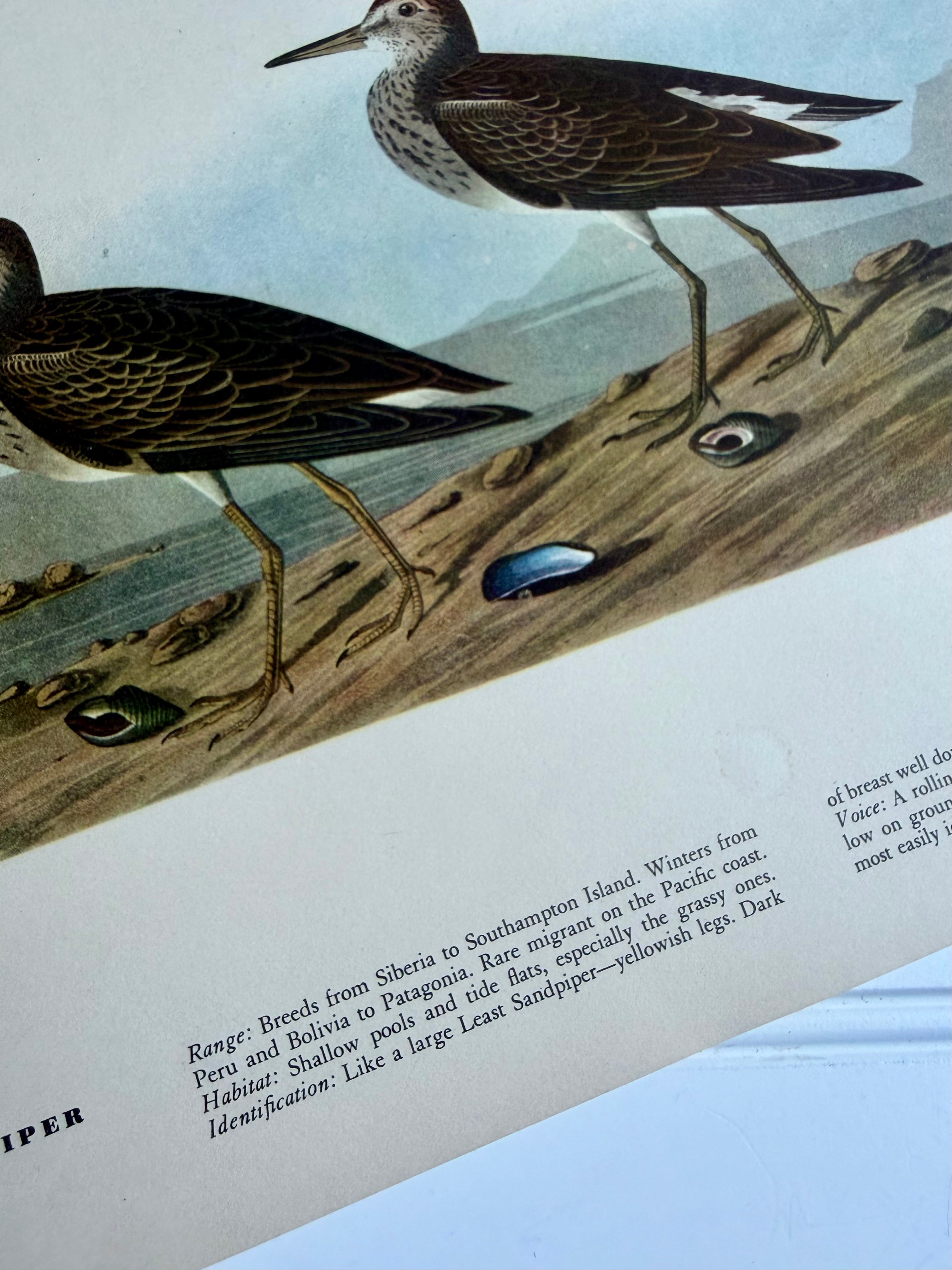 Audubon Print: Pectoral Sandpiper