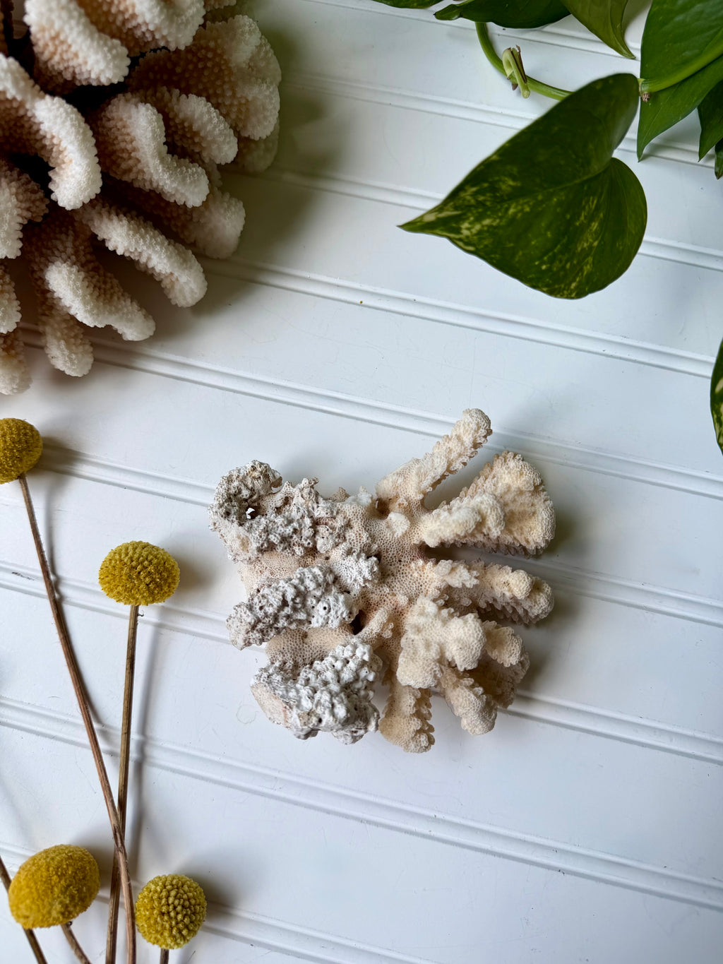 Coral Specimen