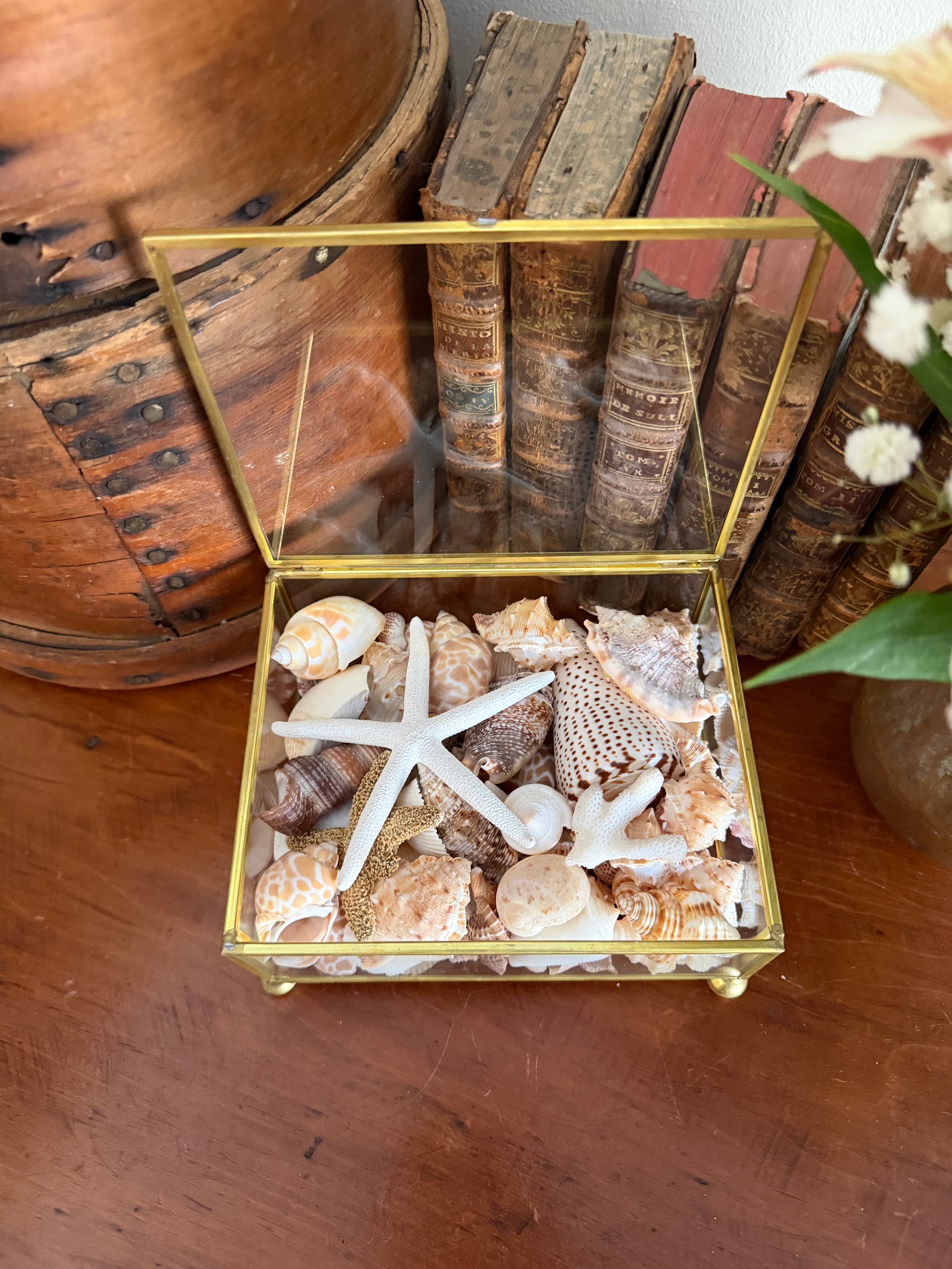 Brass and Glass Box filled with Shells