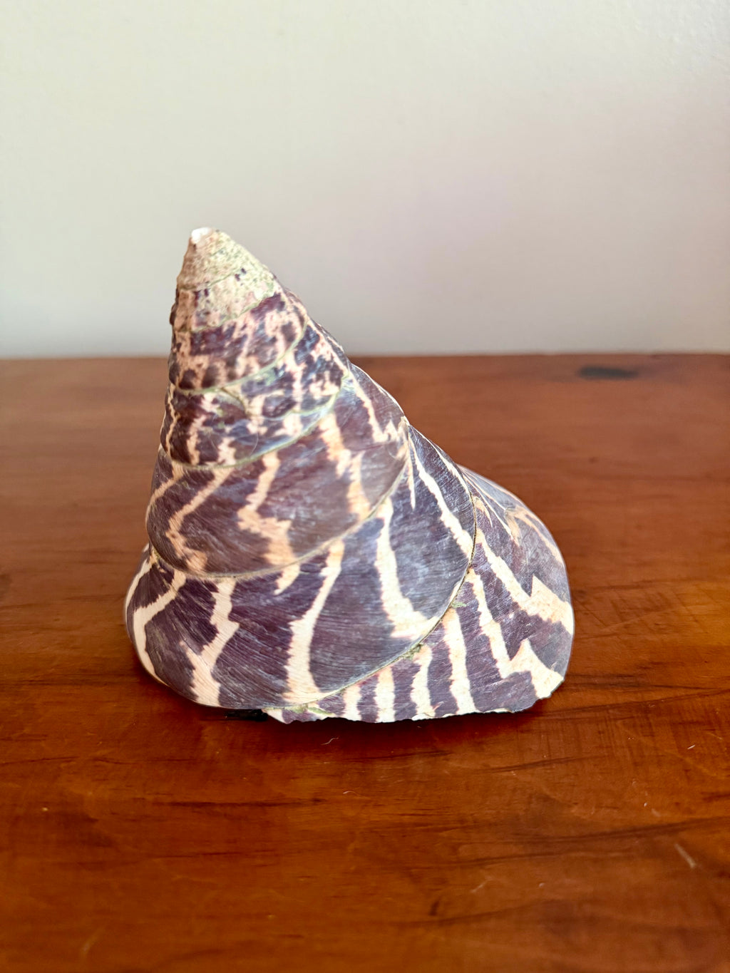Trochulus Niloticus Sea Shell
