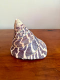 Trochulus Niloticus Sea Shell