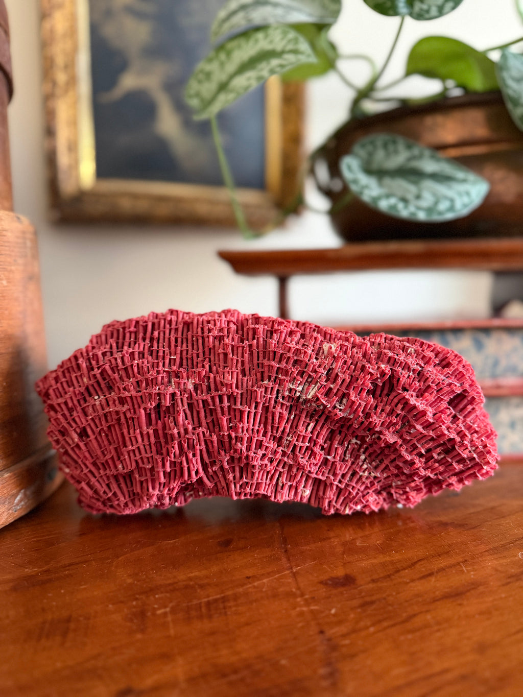 Red Pipe Organ Coral