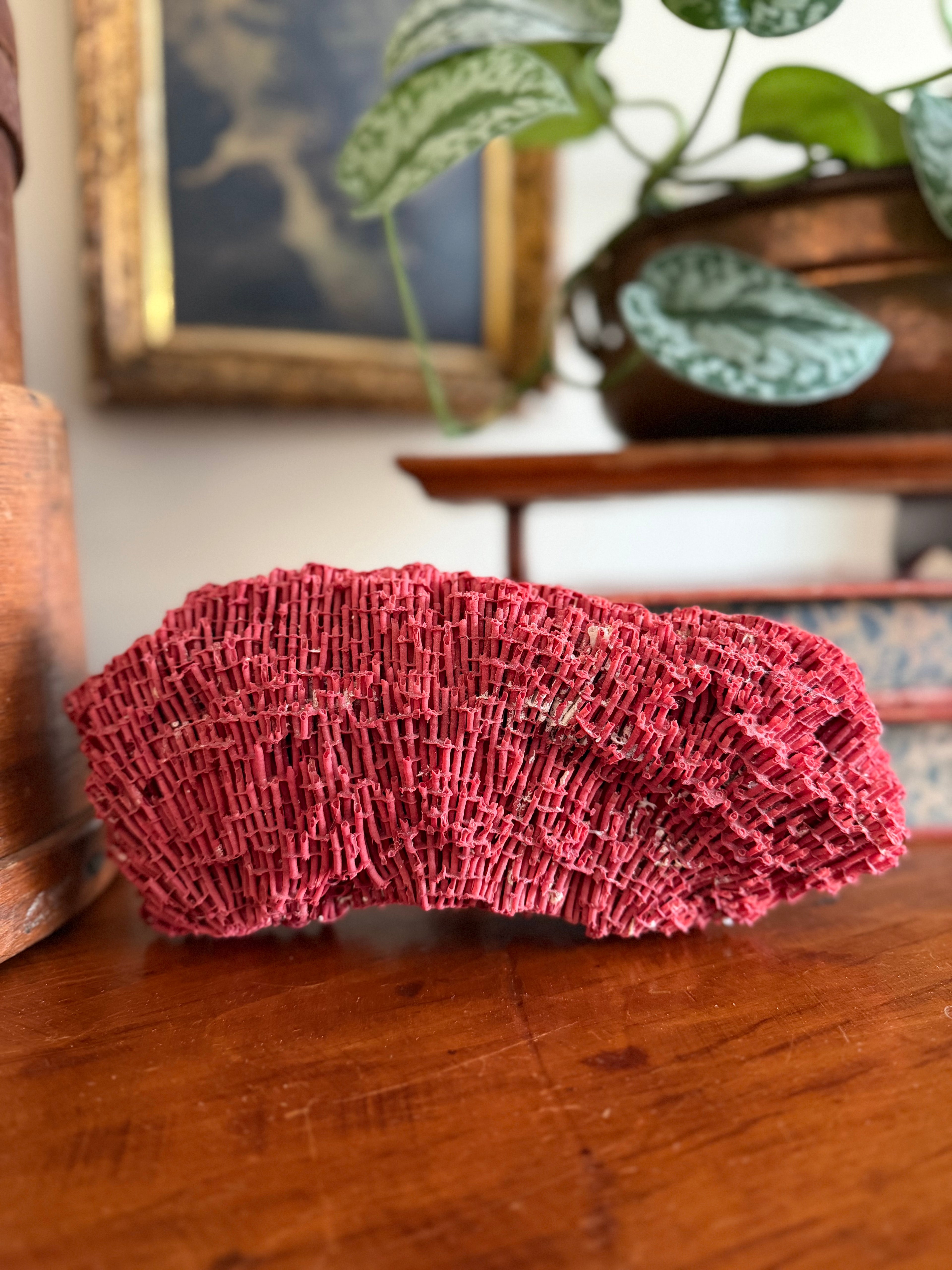 Red Pipe Organ Coral