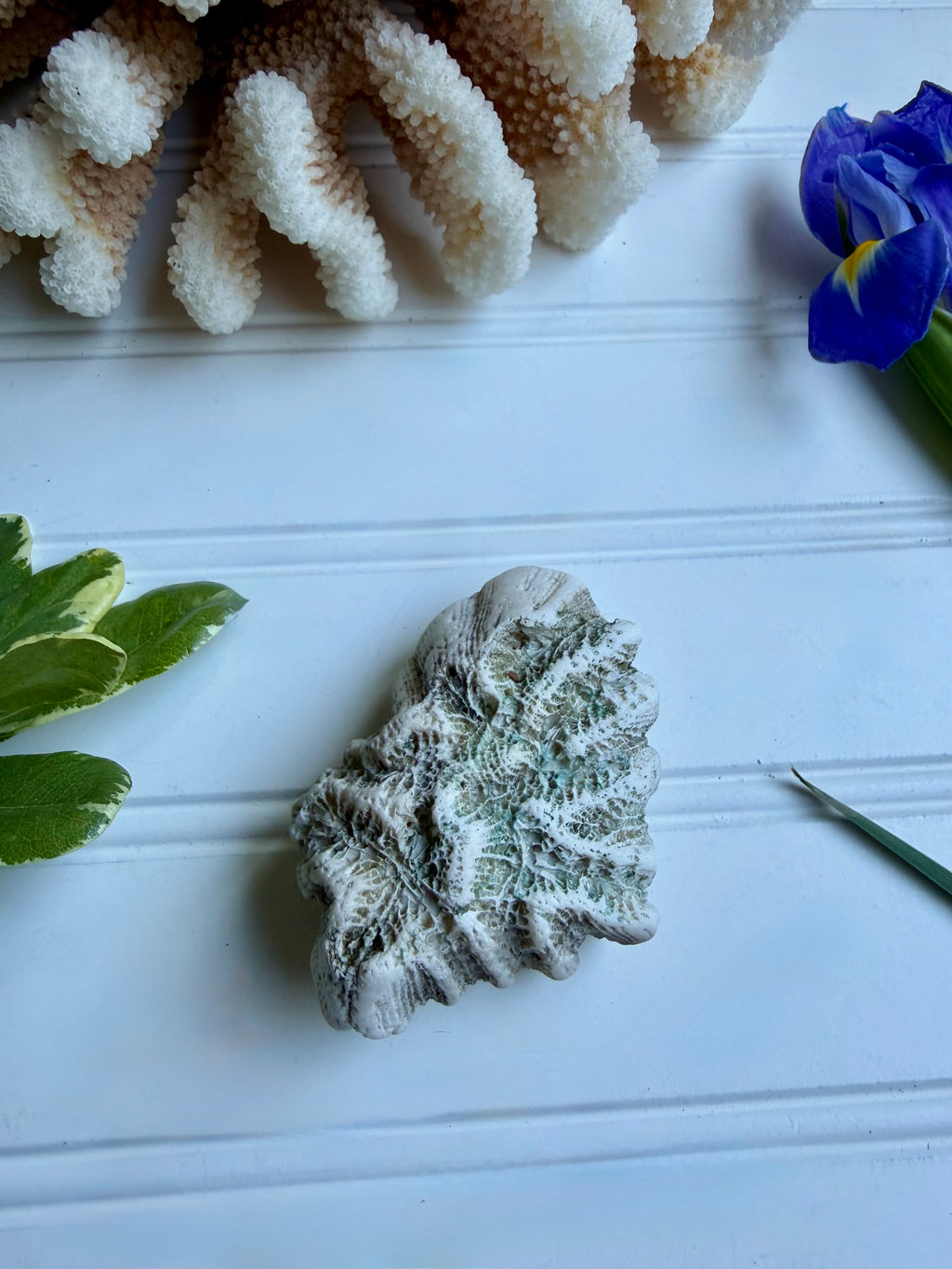 Small Brain Coral