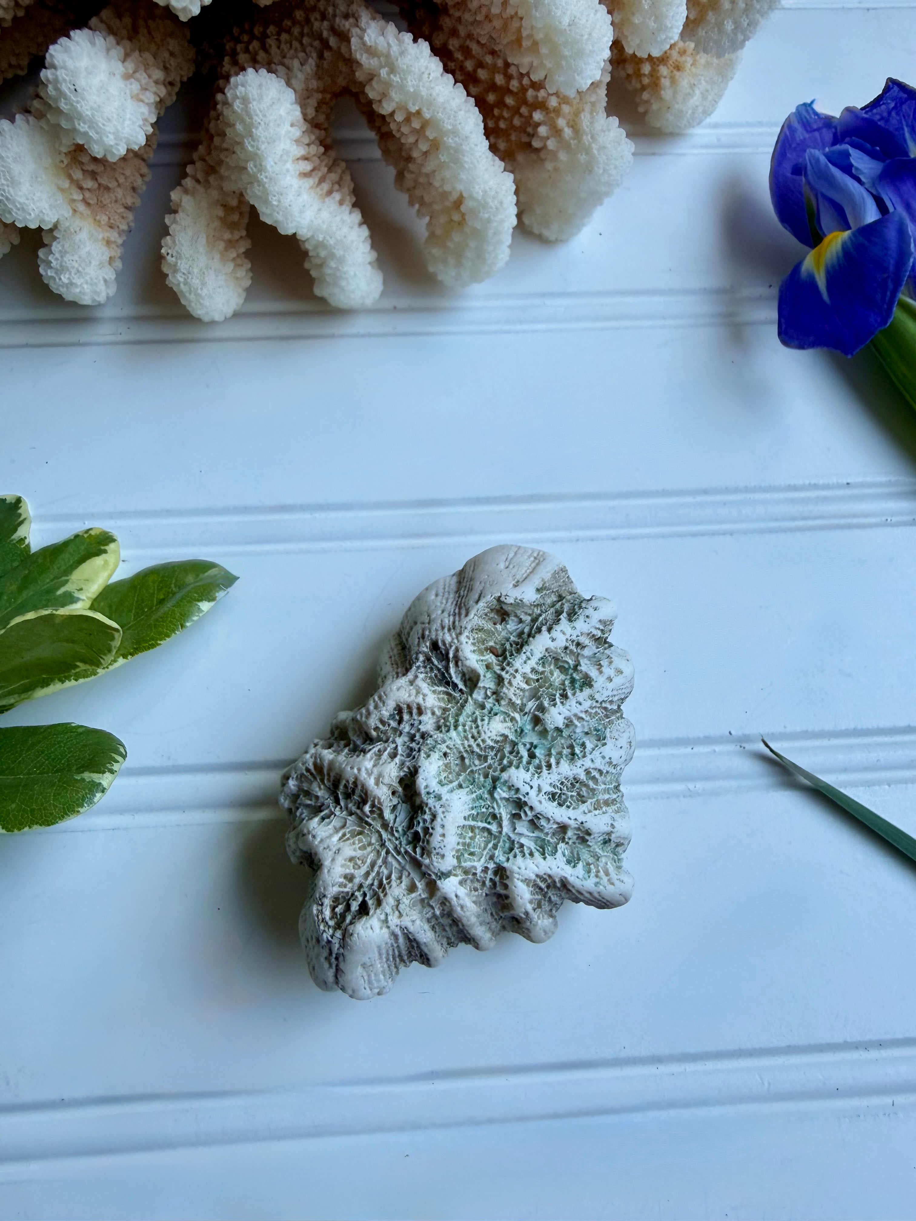 Small Brain Coral