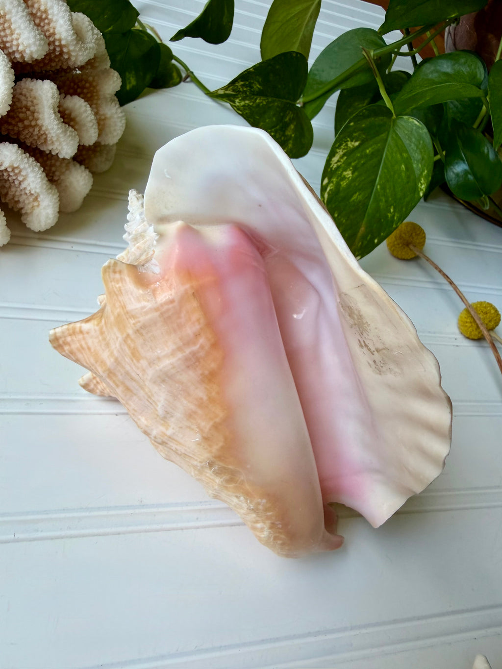 7.5 inch Queen Conch Shell