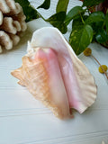 7.5 inch Queen Conch Shell