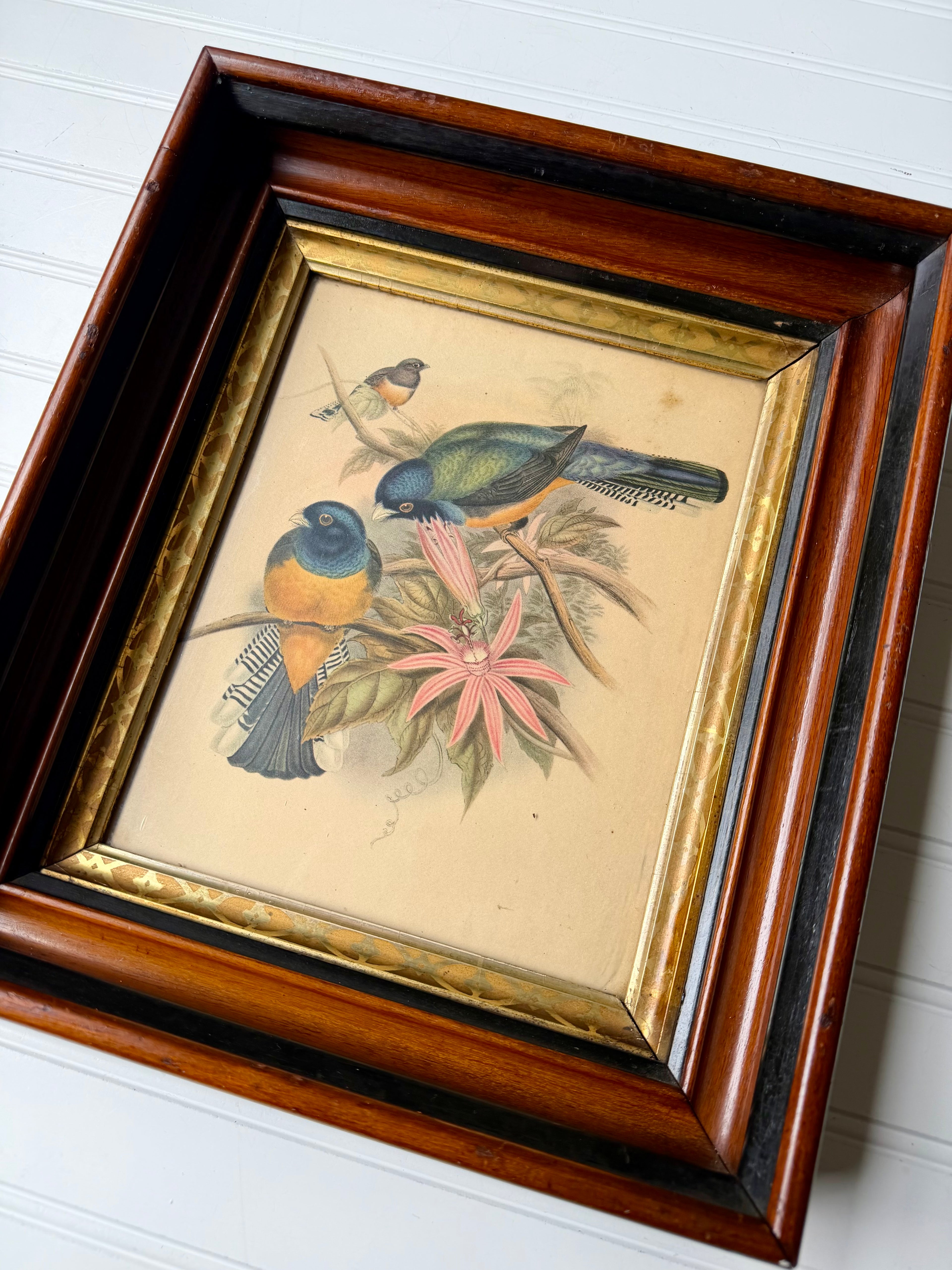 Antique Bird Lithograph in Eastlake Frame