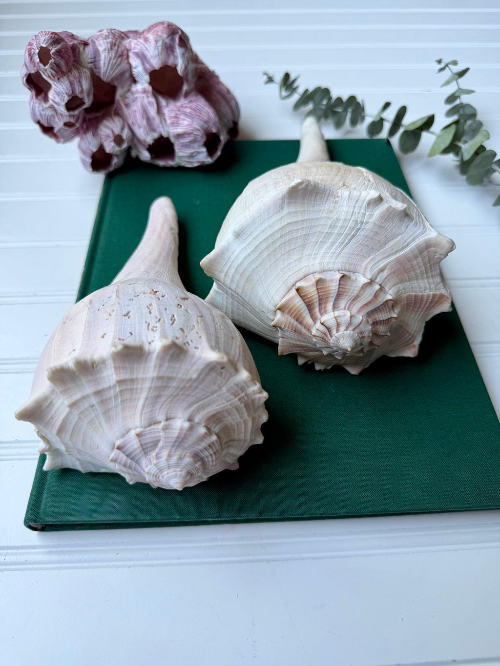 Set of 2 Lightning Whelk Shells