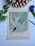 Audubon Print: Gull-Billed Tern (plate 428)