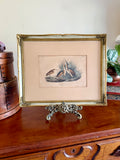 James Audubon "Least Bitten" framed plate