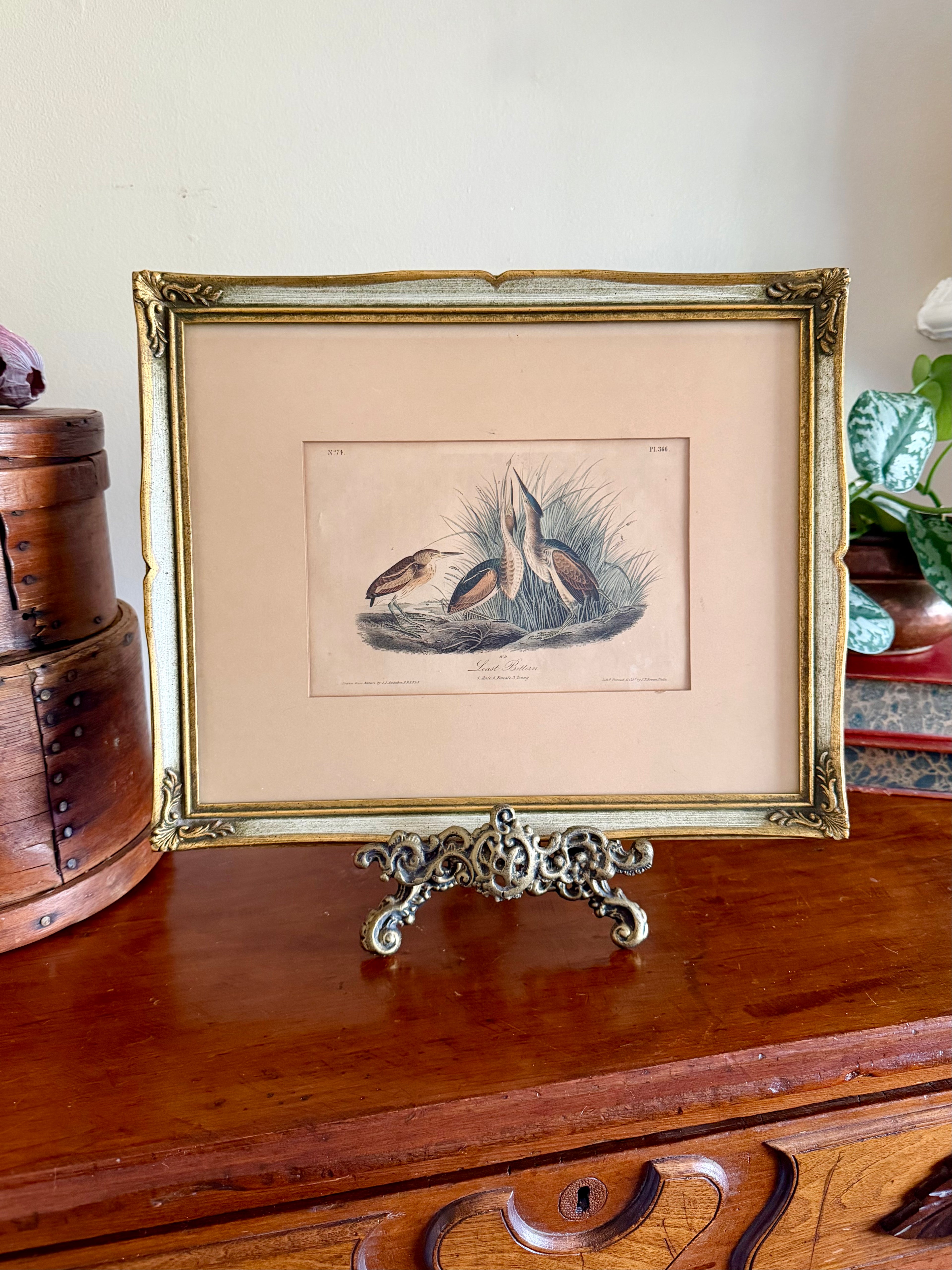 James Audubon "Least Bitten" framed plate