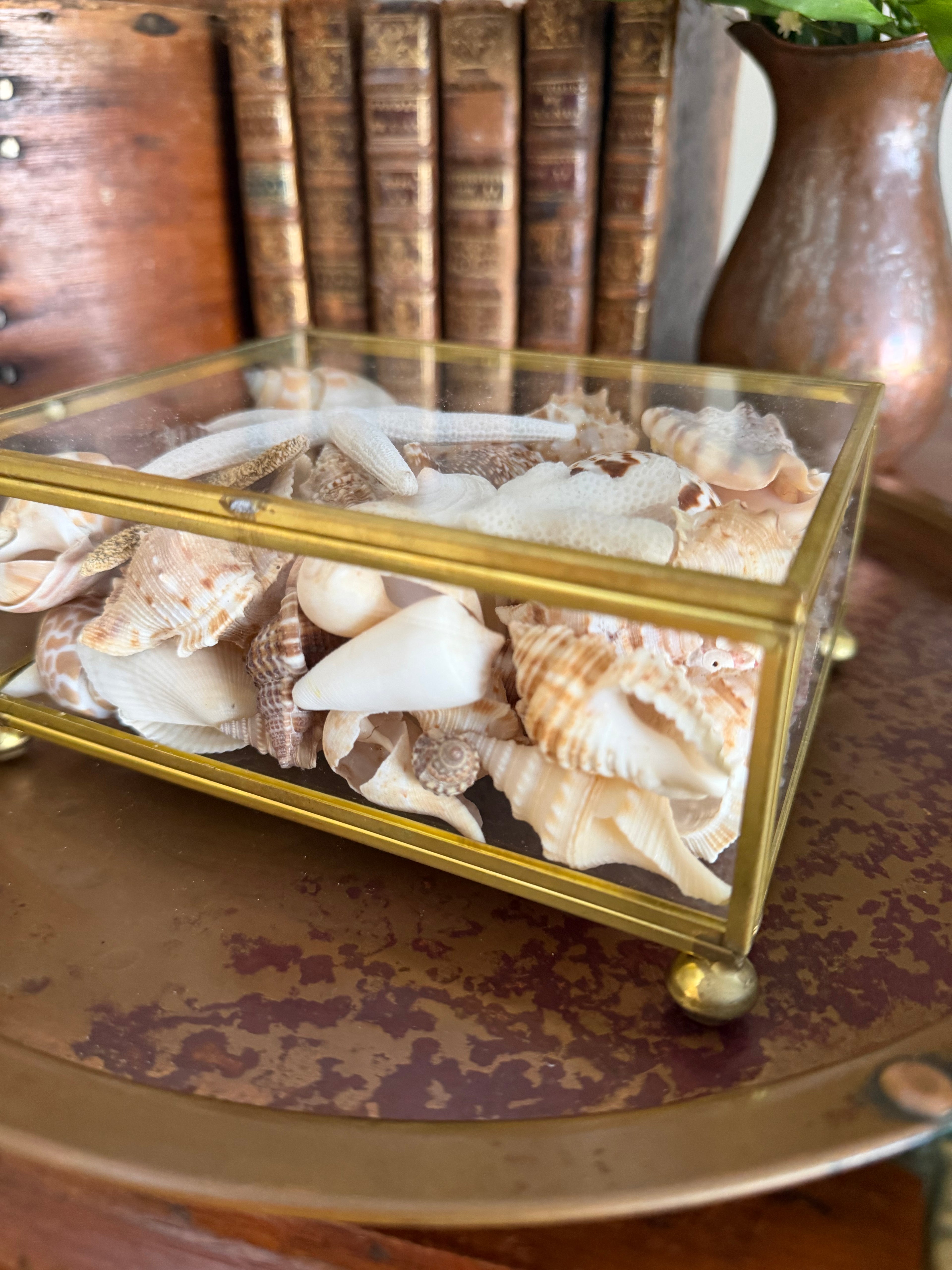 Brass and Glass Box filled with Shells