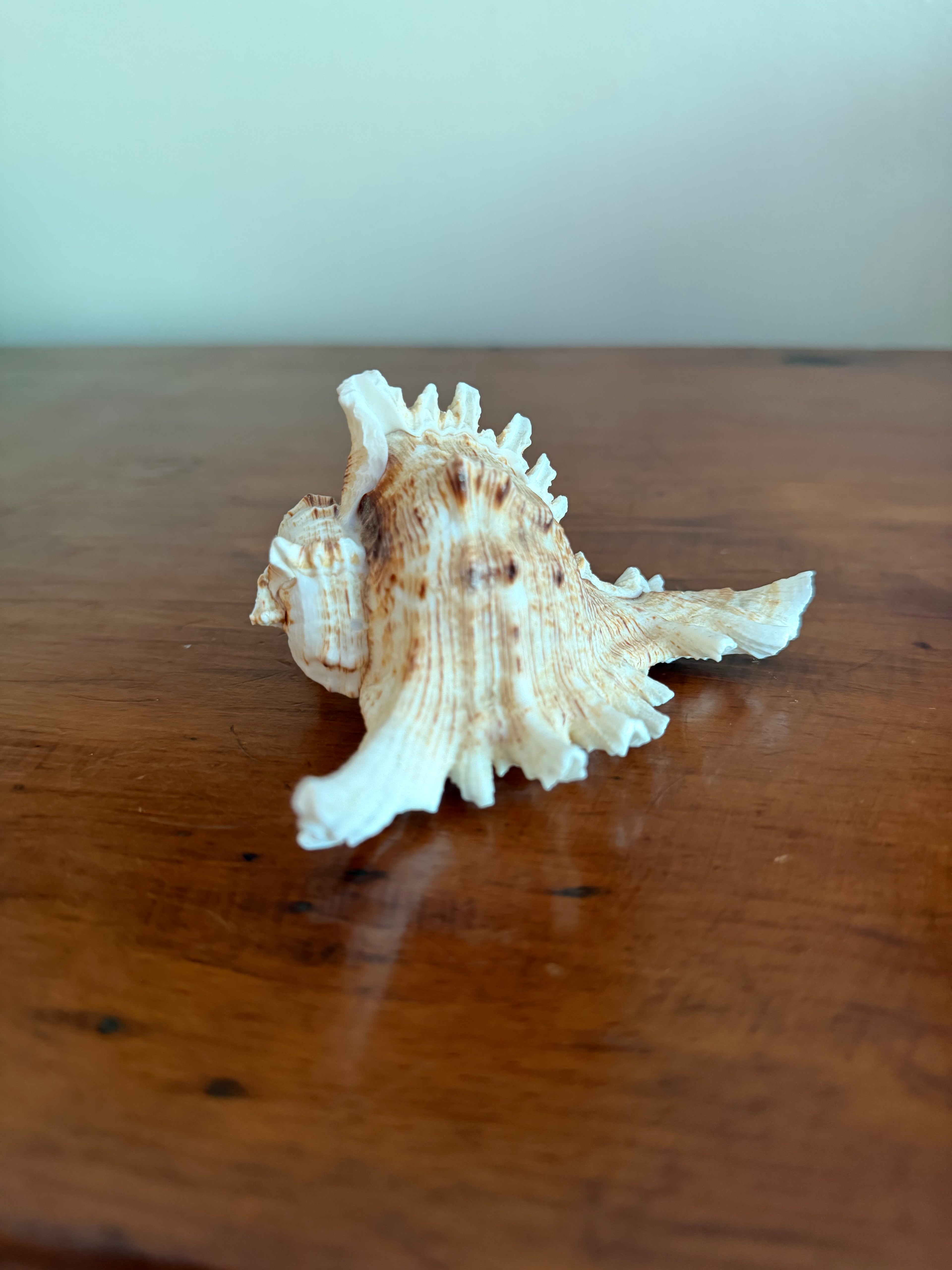 Shell Bundle (6 assorted)