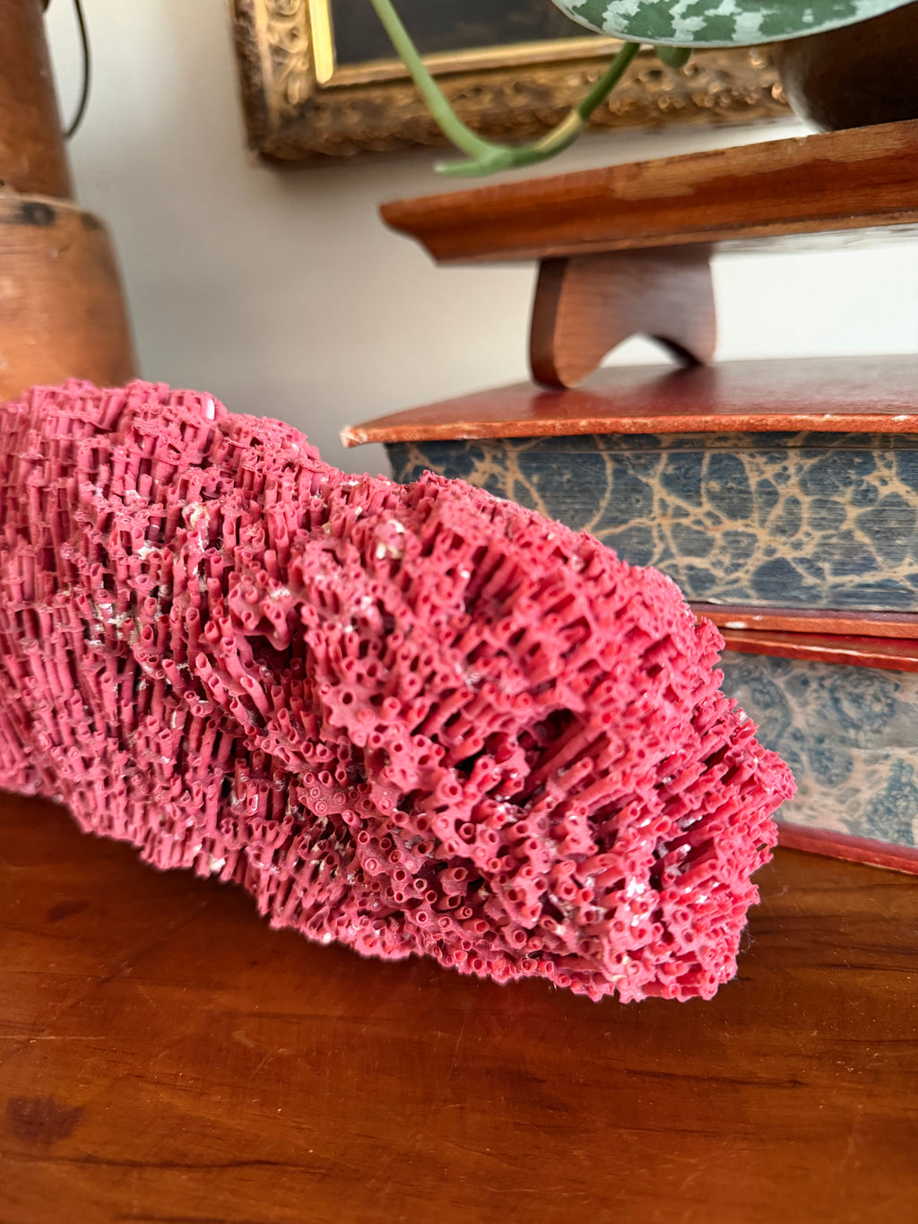 Red Pipe Organ Coral
