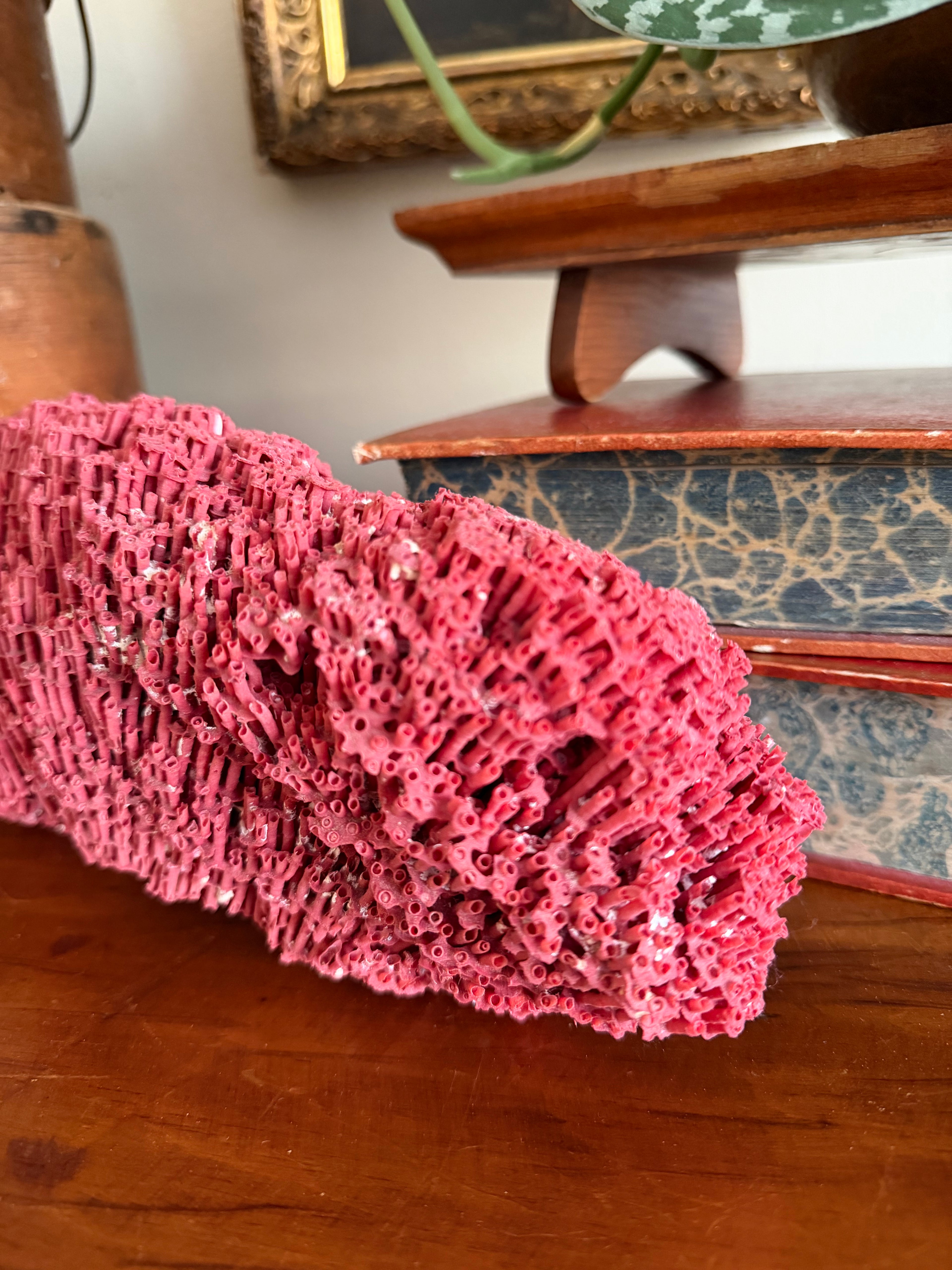 Red Pipe Organ Coral