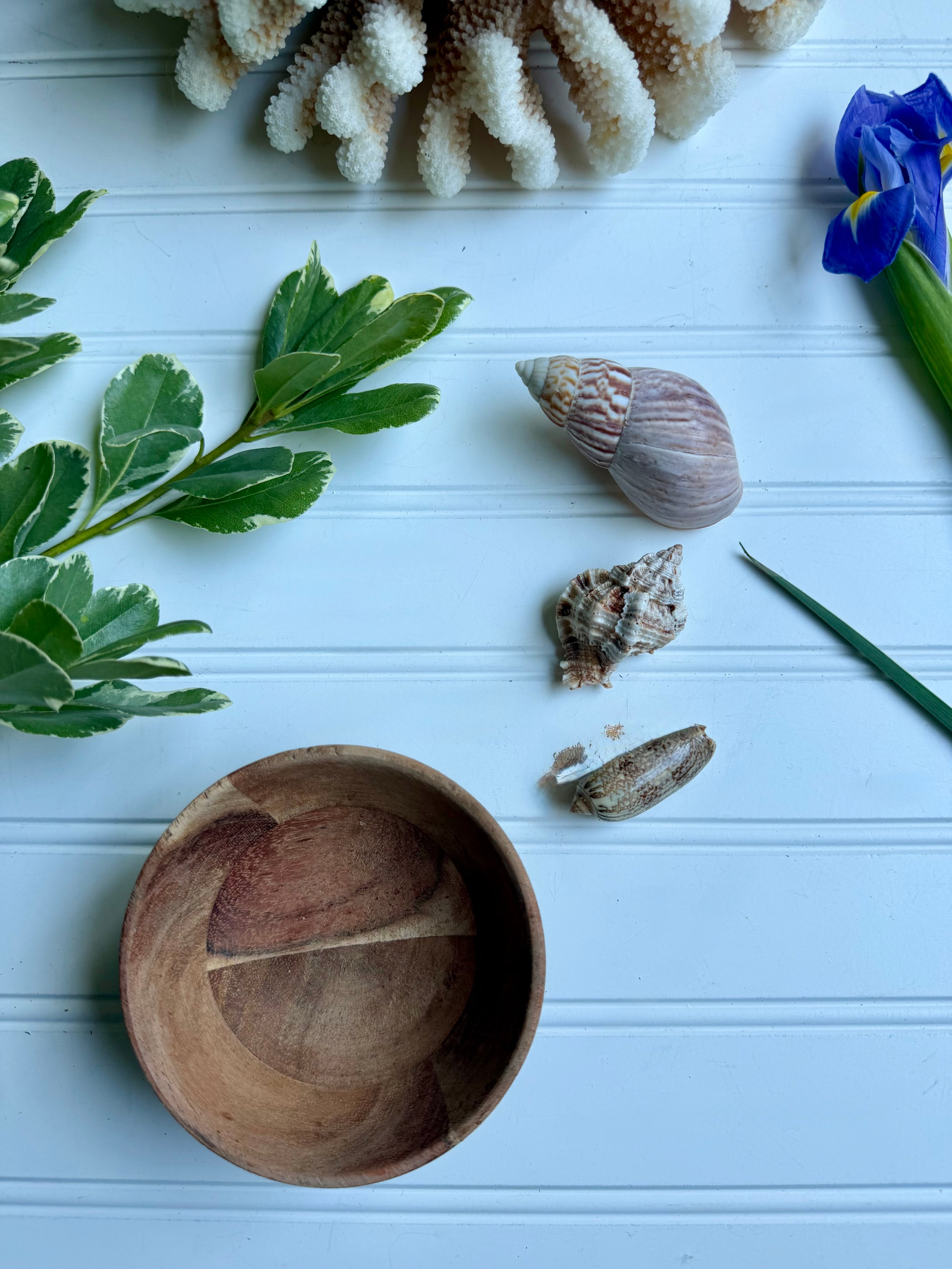 Small Wooden Bowl of Shells 2