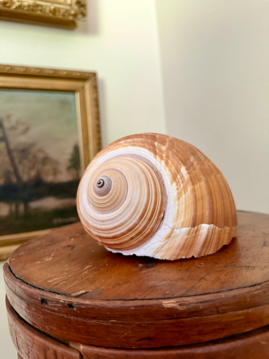 Natural Giant Tun Shell, Tonna Galea