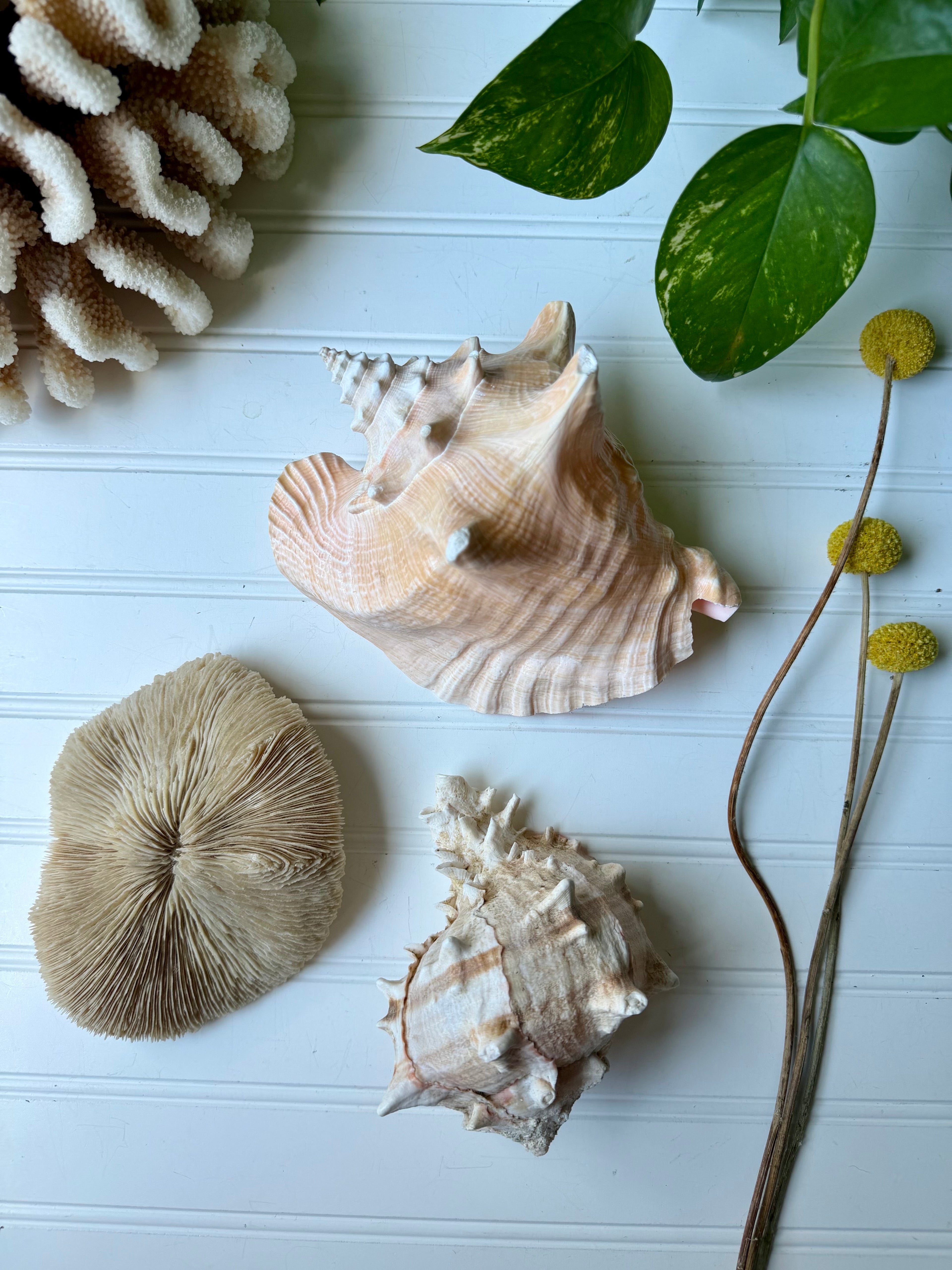 Natural White Mushroom Coral Specimen