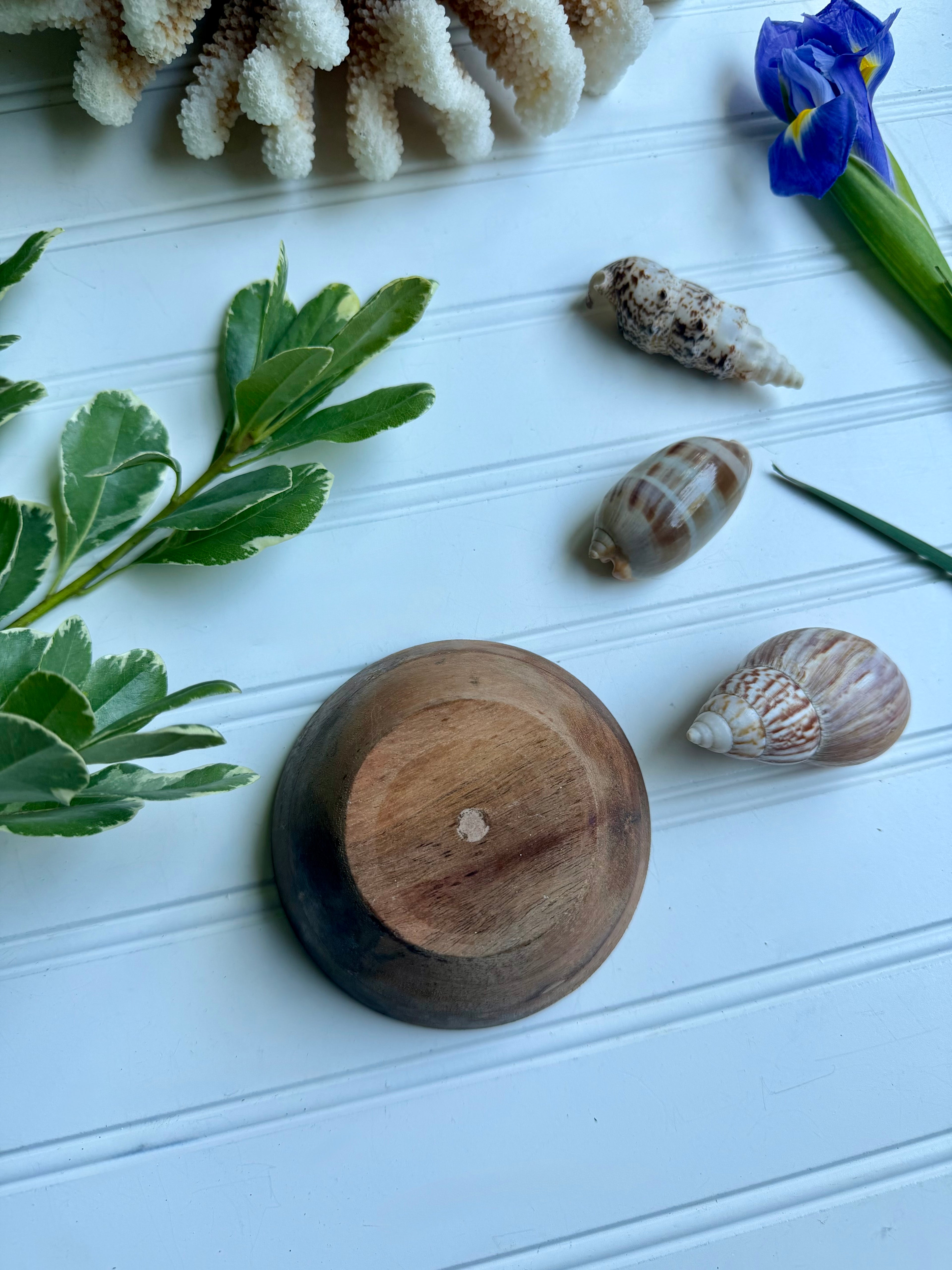 Small Wooden Bowl of Shells 2