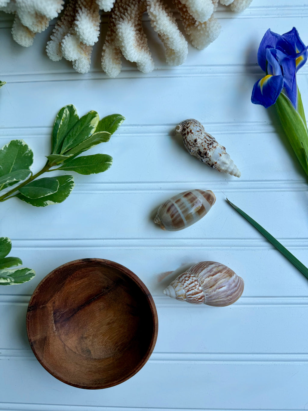 Small Wooden Bowl of Shells 2