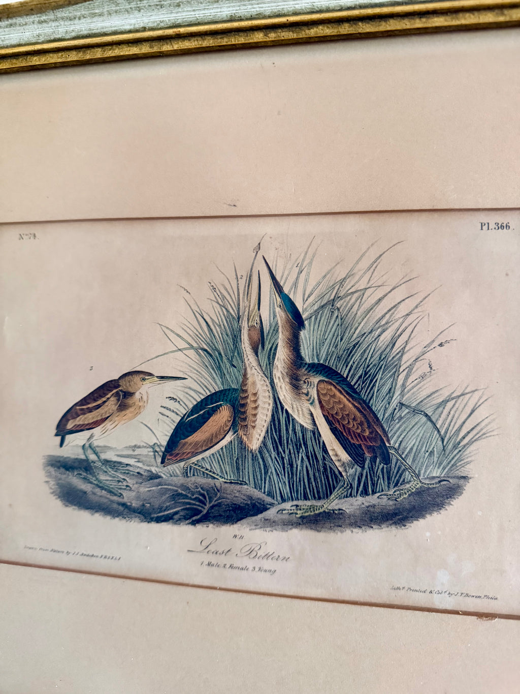 James Audubon "Least Bitten" framed plate