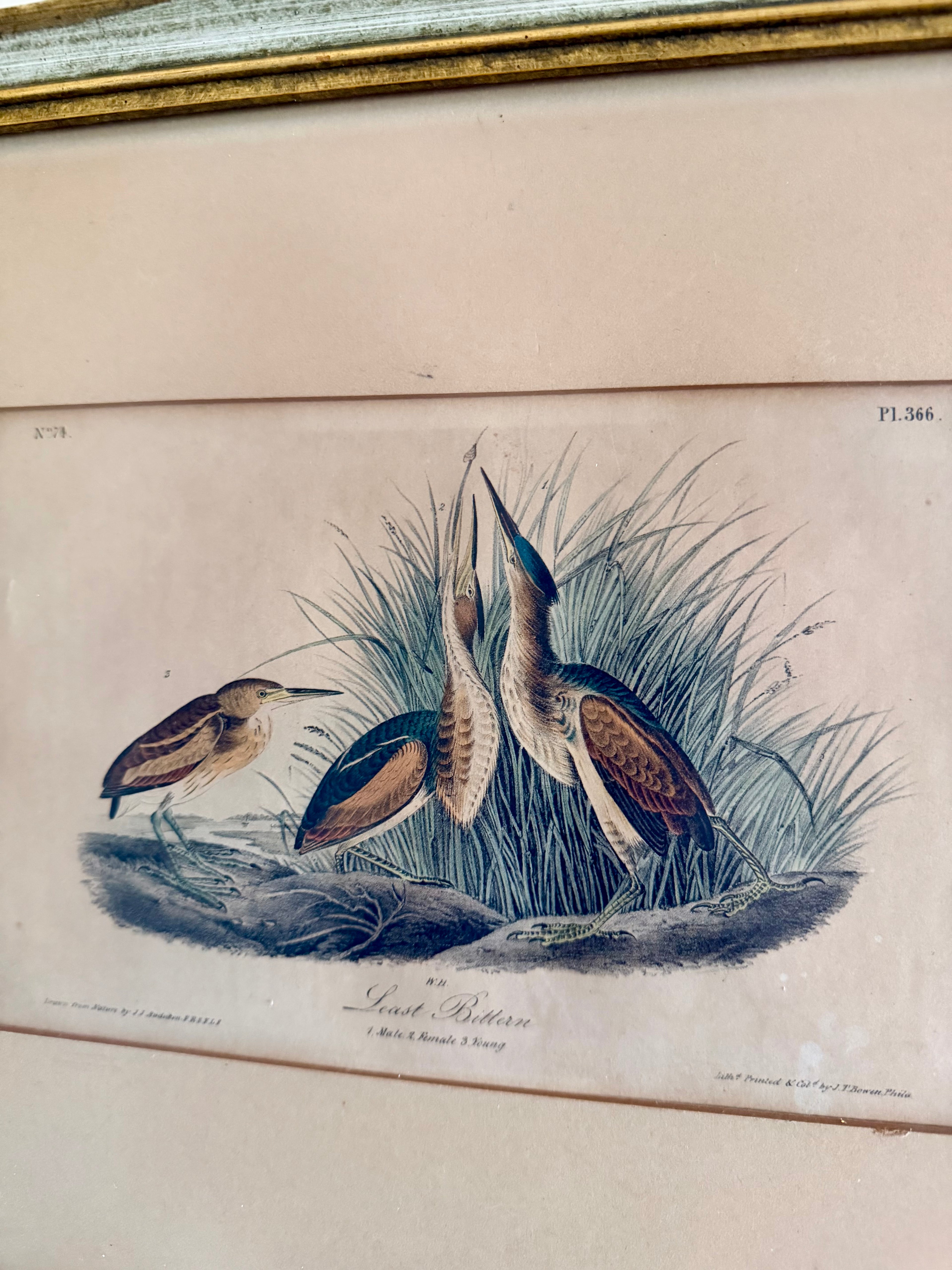 James Audubon "Least Bitten" framed plate