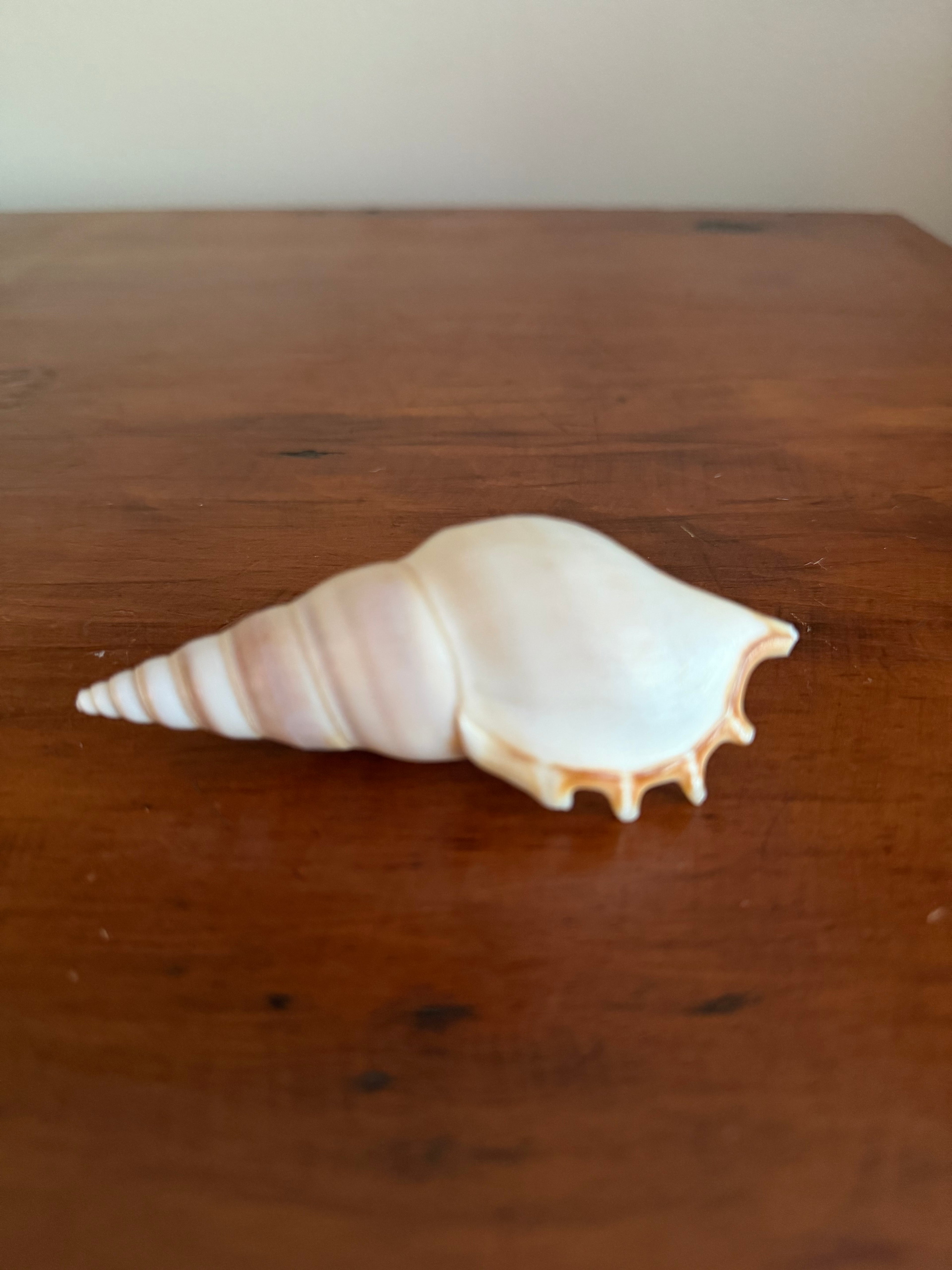 Shell Bundle (6 assorted)