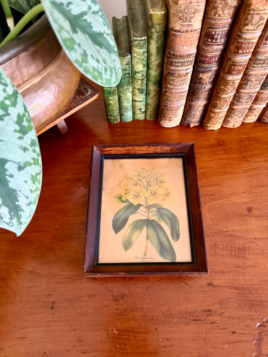Small Botanical Print in Wooden Frame