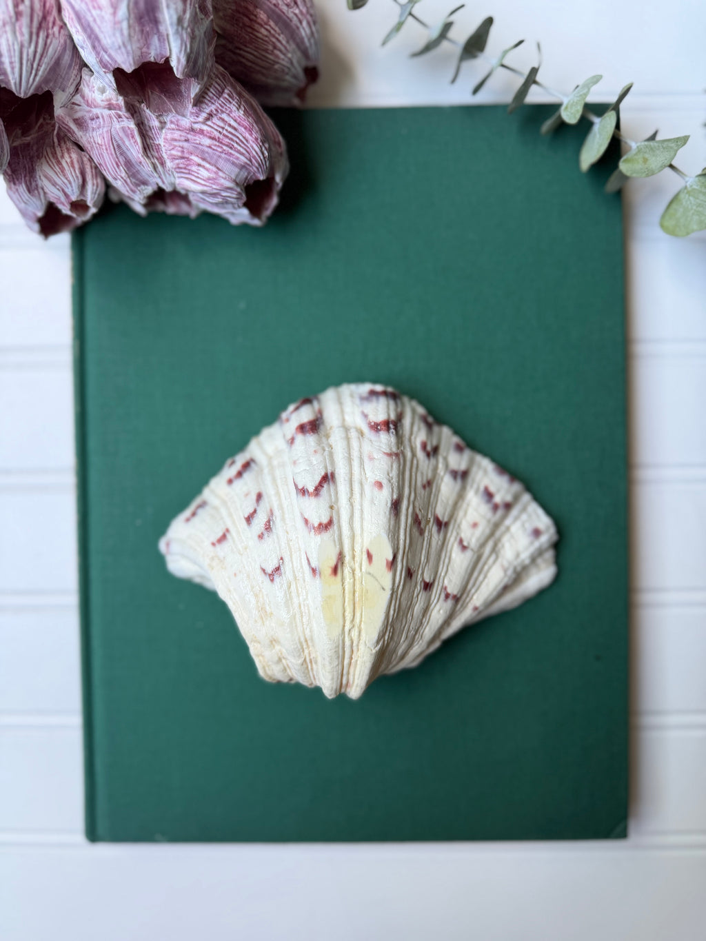 Bear Paw Clam