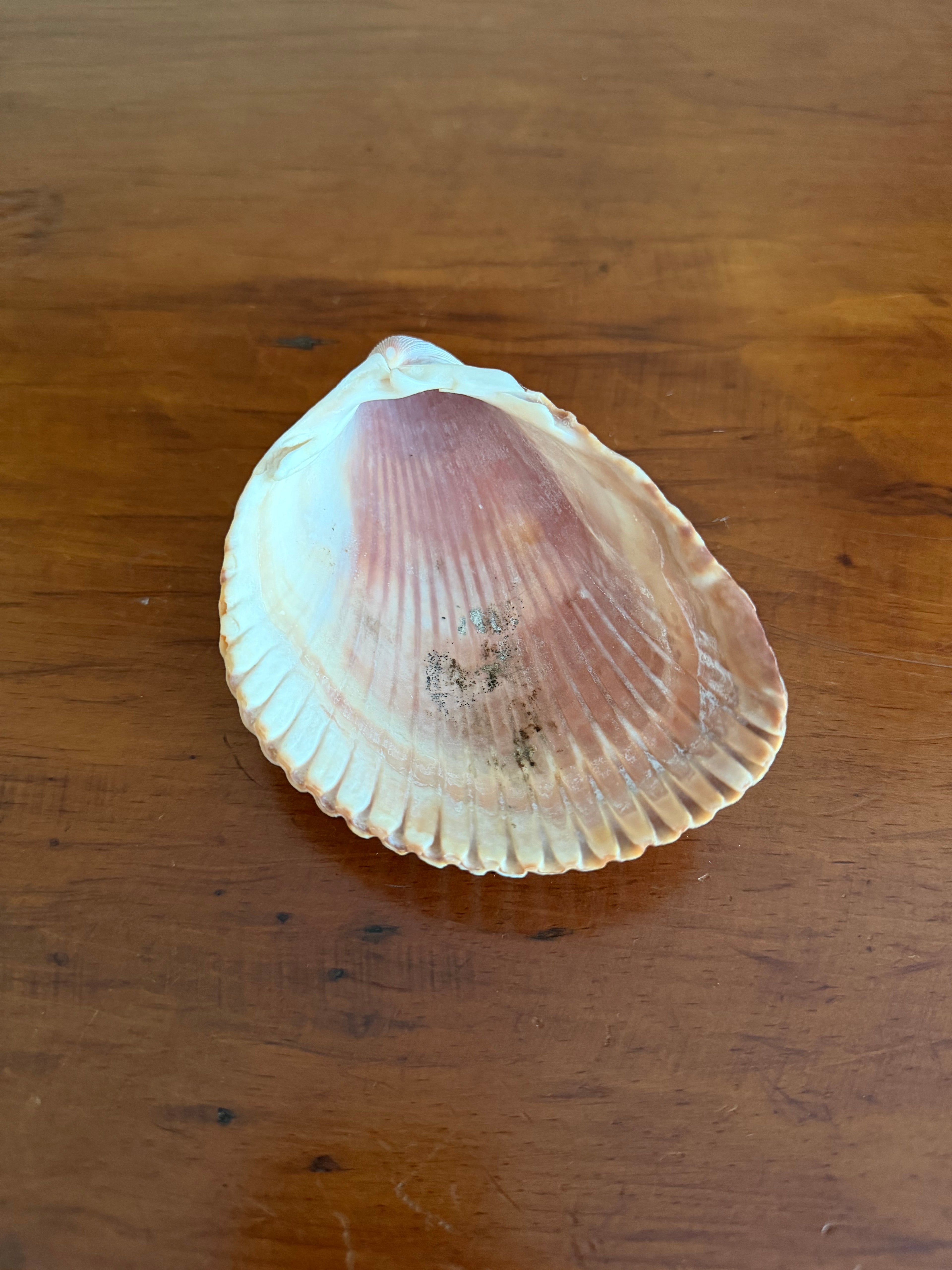 Shell Bundle (6 assorted)