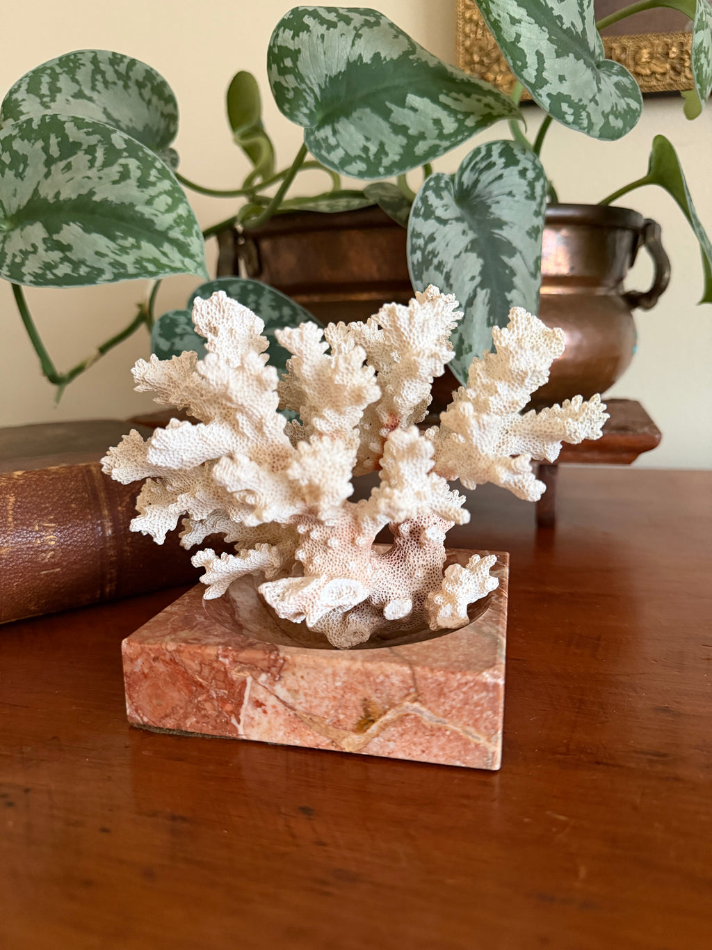 Natural Coral Specimen