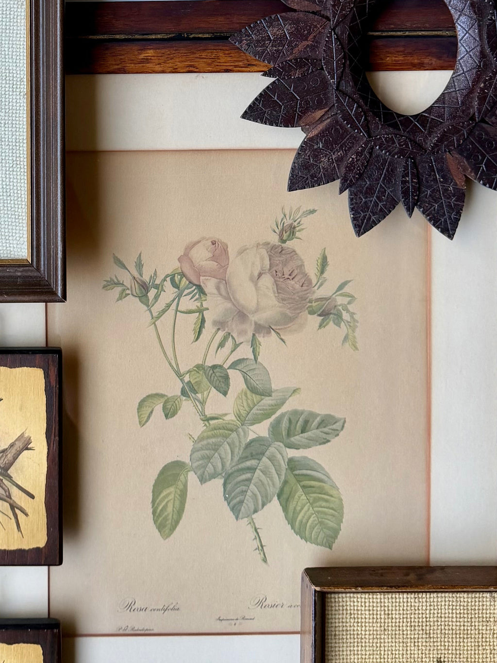 Rosa Centifolia Foliacea Lithograph by Pierre-Joseph Redouté in custom frame