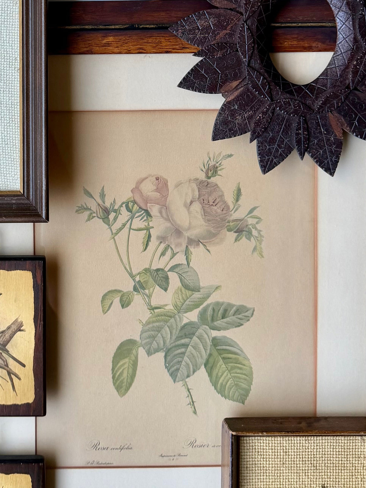 Rosa Centifolia Foliacea Lithograph by Pierre-Joseph Redouté in custom frame