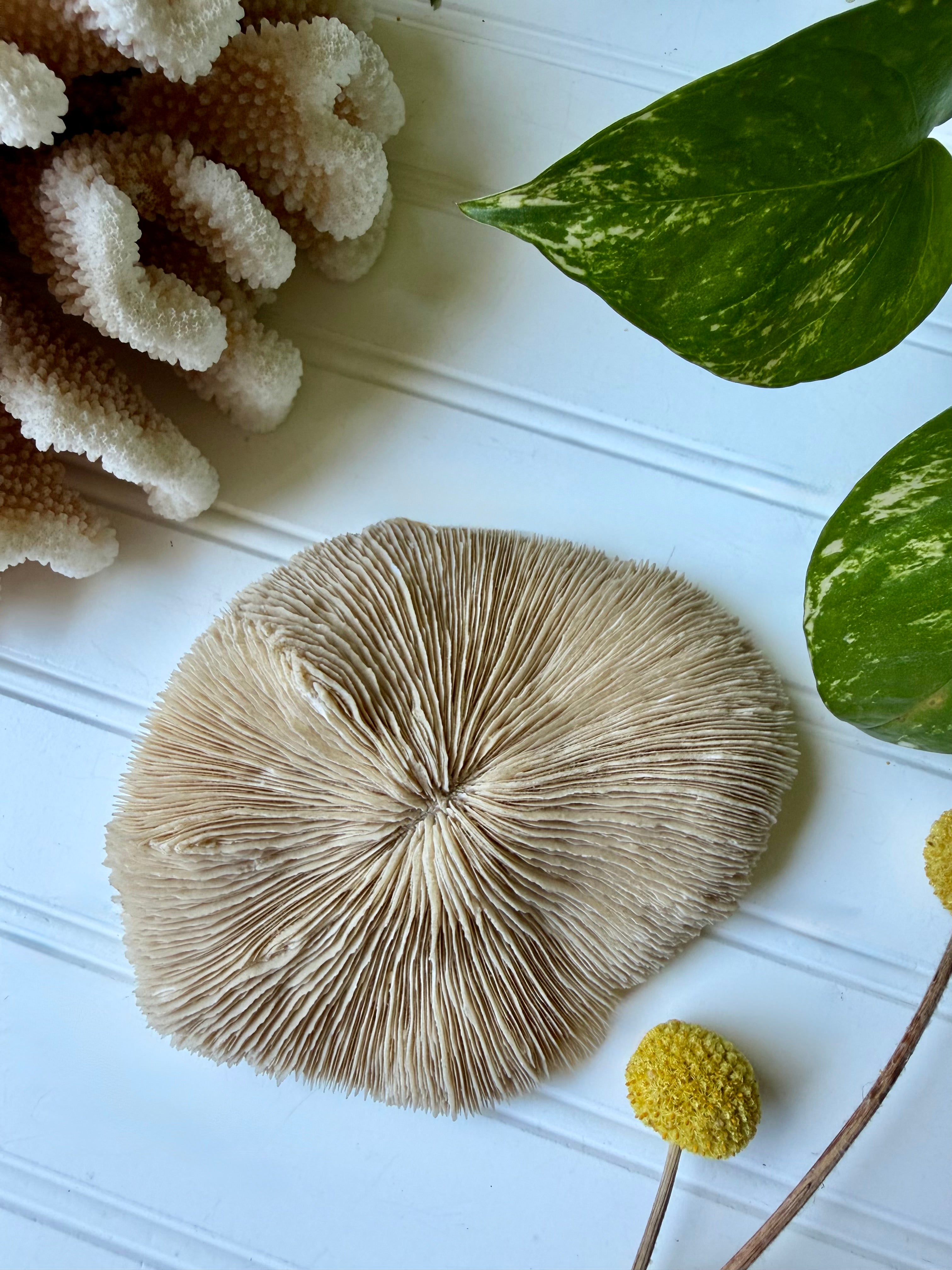 Natural White Mushroom Coral Specimen