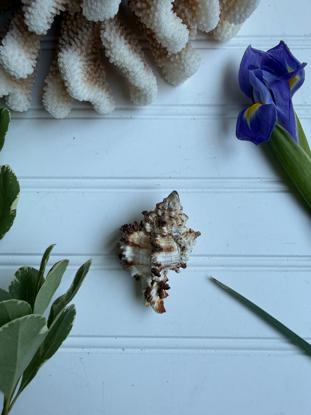 Endive Murex Seashell