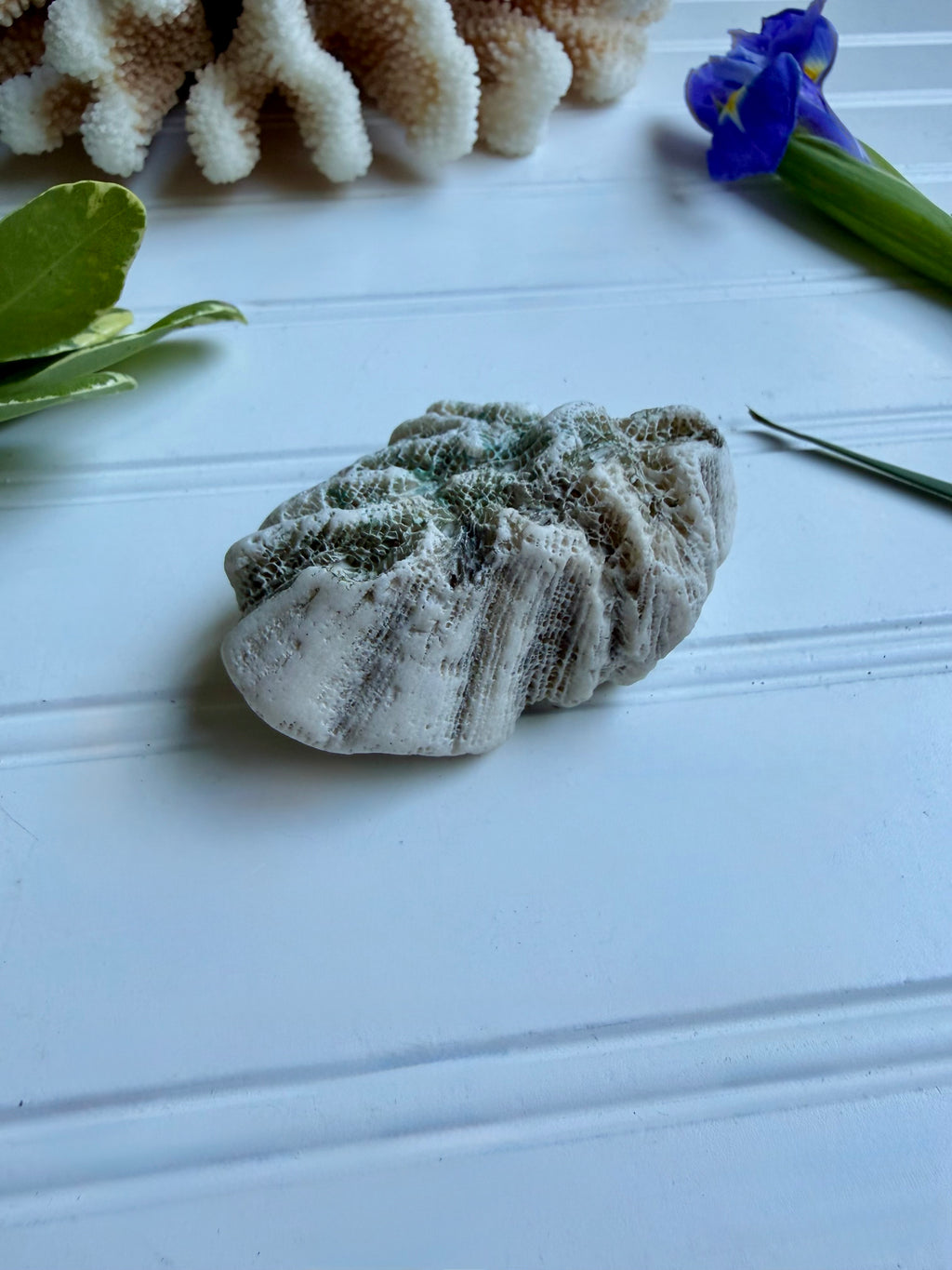 Small Brain Coral