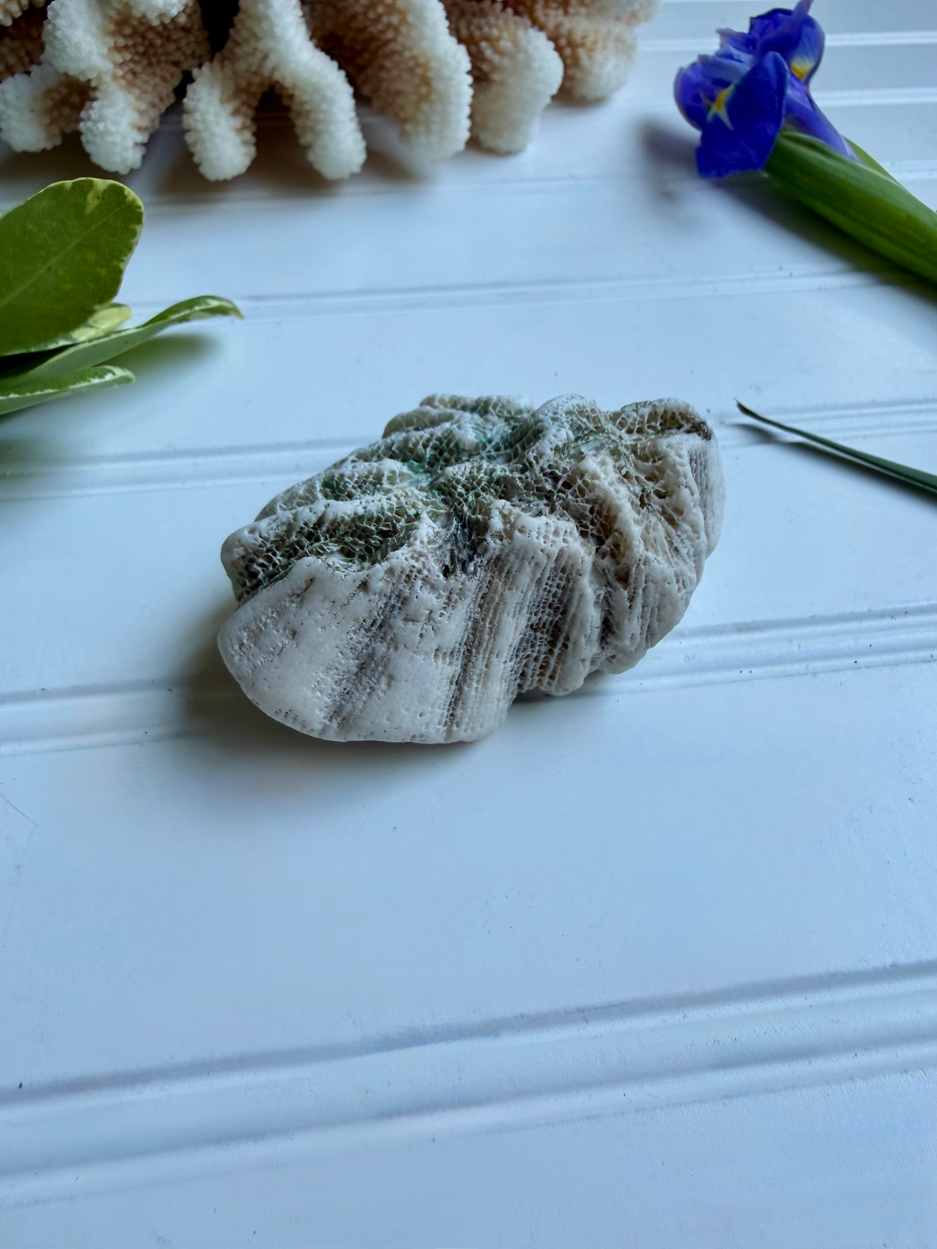 Small Brain Coral