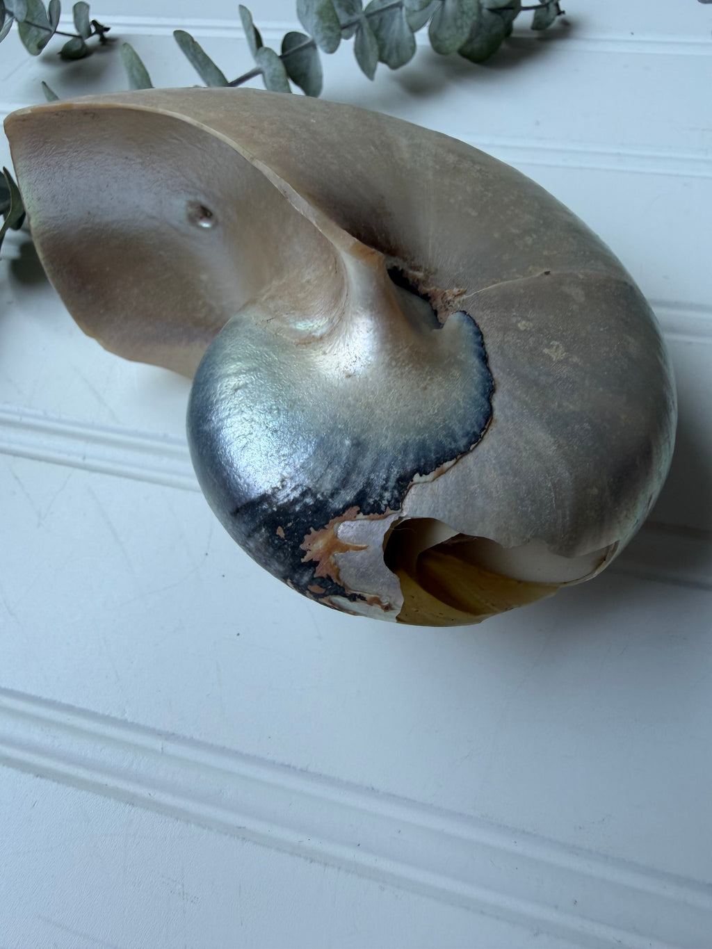 Nautilus Shell