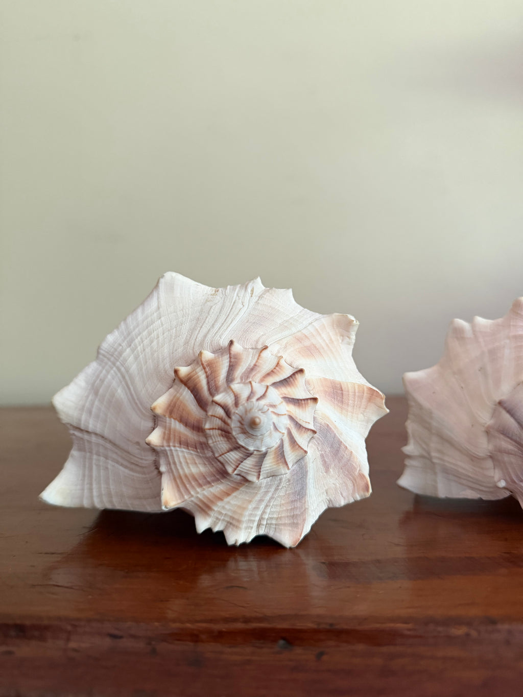 Set of 2 Lightning Whelk Shells