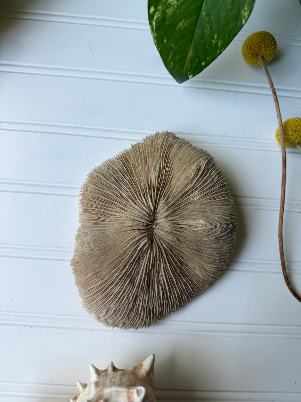 Natural White Mushroom Coral Specimen